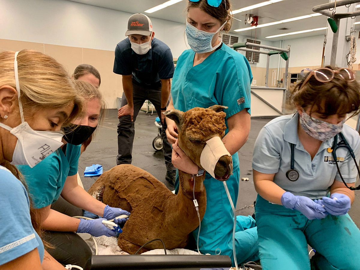 An alpaca being treated at the veterinary hospital.