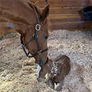 Mom and baby horse