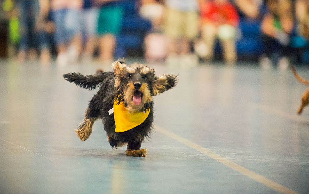 Doxie Derby 2013