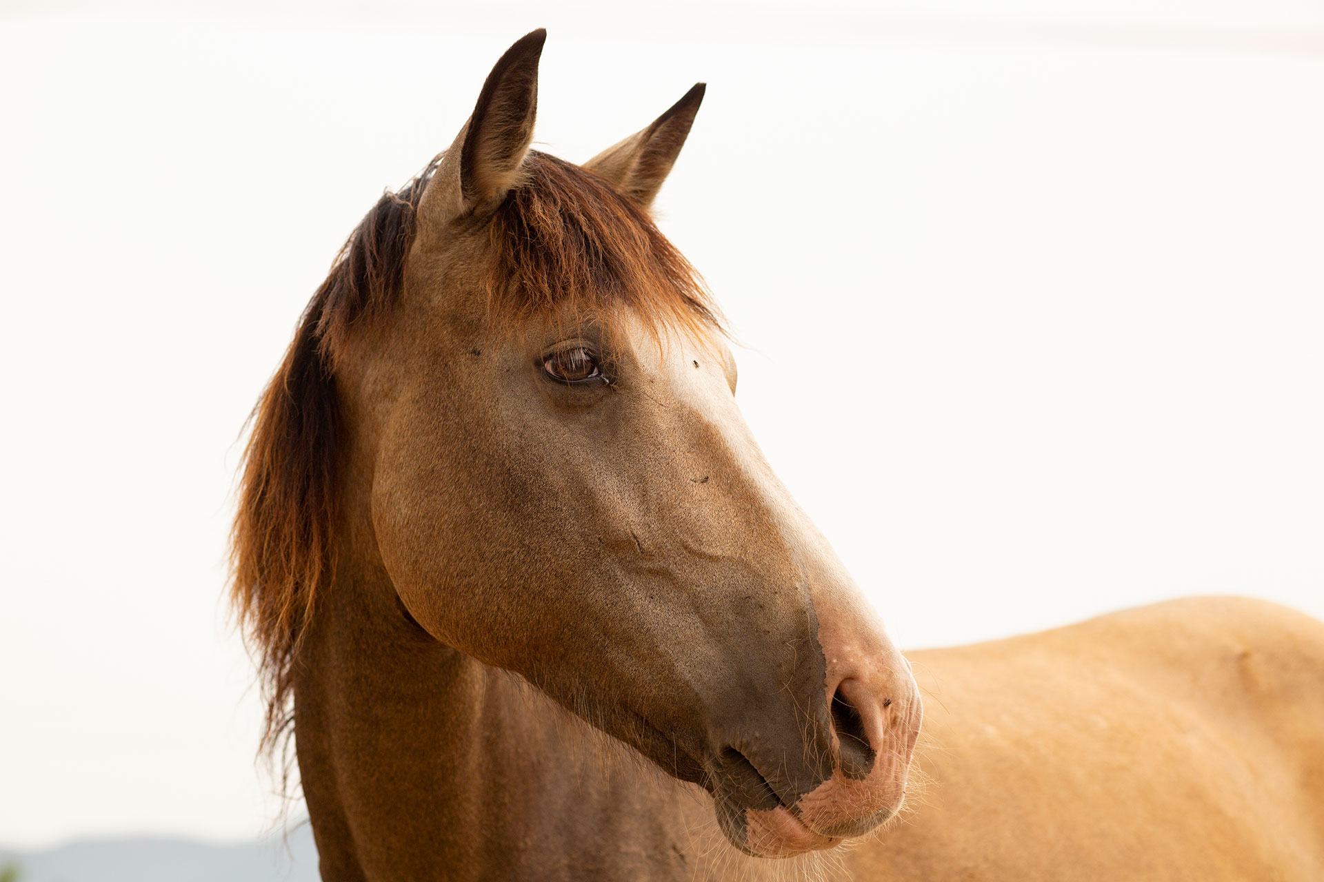 Luna horse face