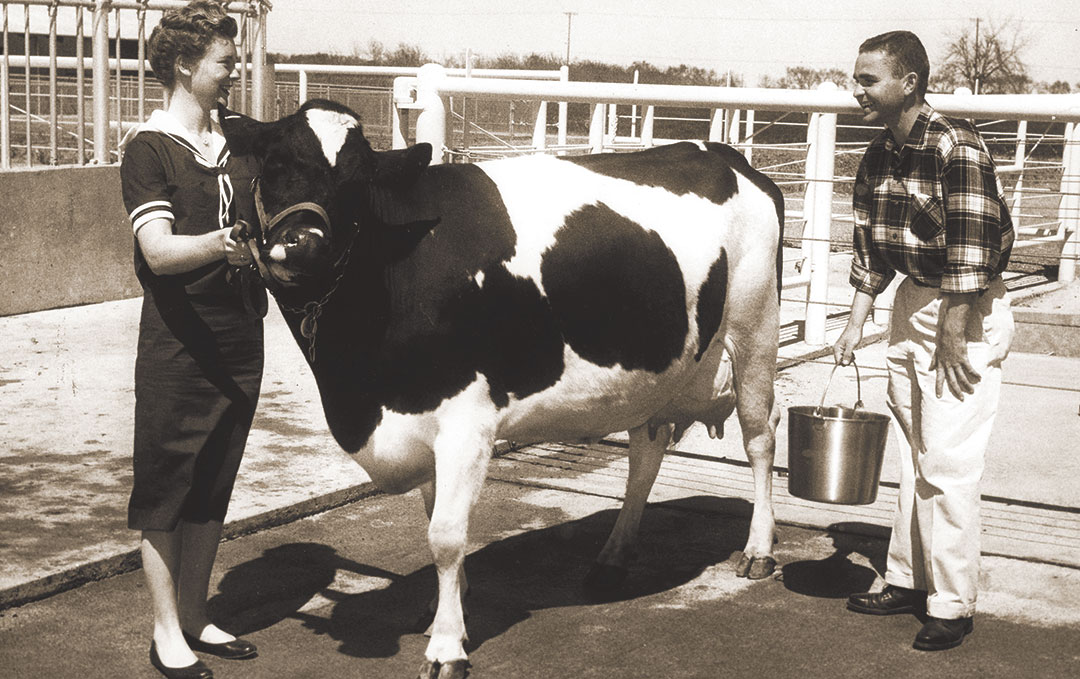 Cow milking at Picnic Day in 1959