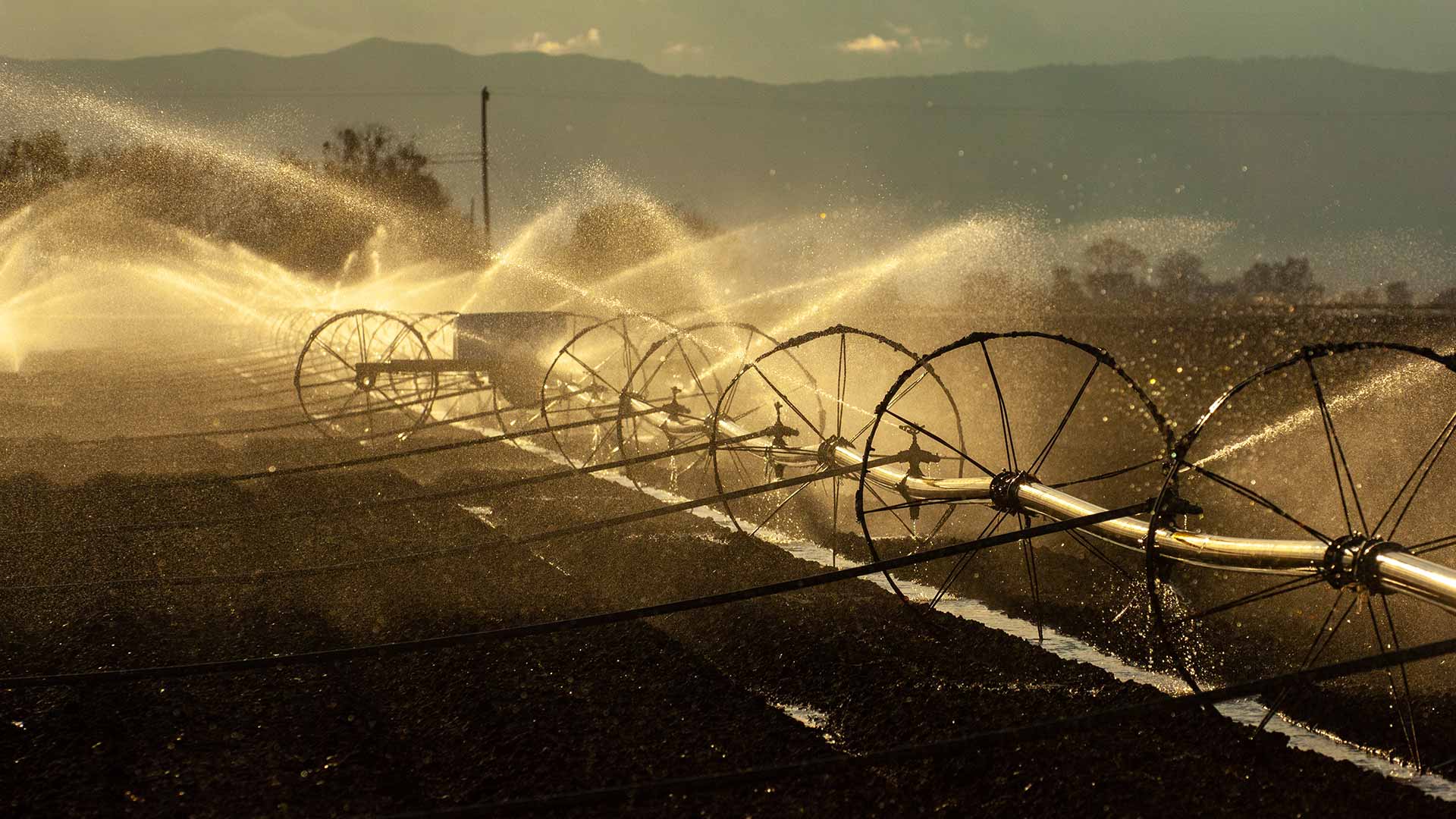 An agricultural field is irrigated with large sprinklers