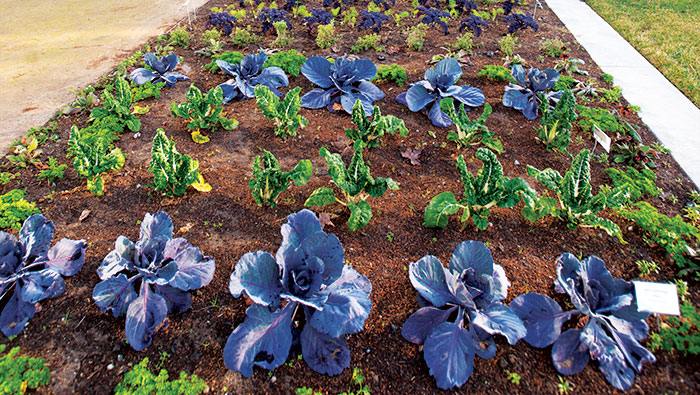 garden rows