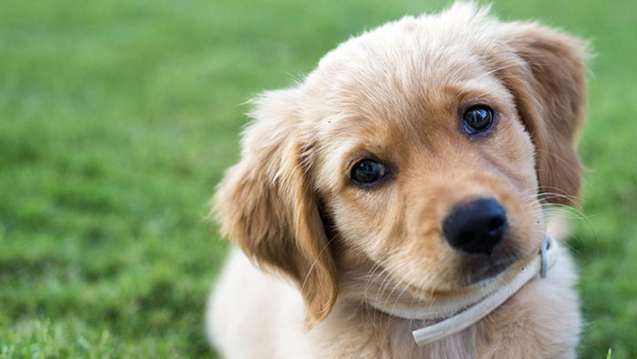 Golden retriever puppy