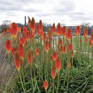 Kniphofia