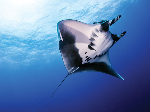 Black Manta Ray in Revillagigedo National Park, Mexico