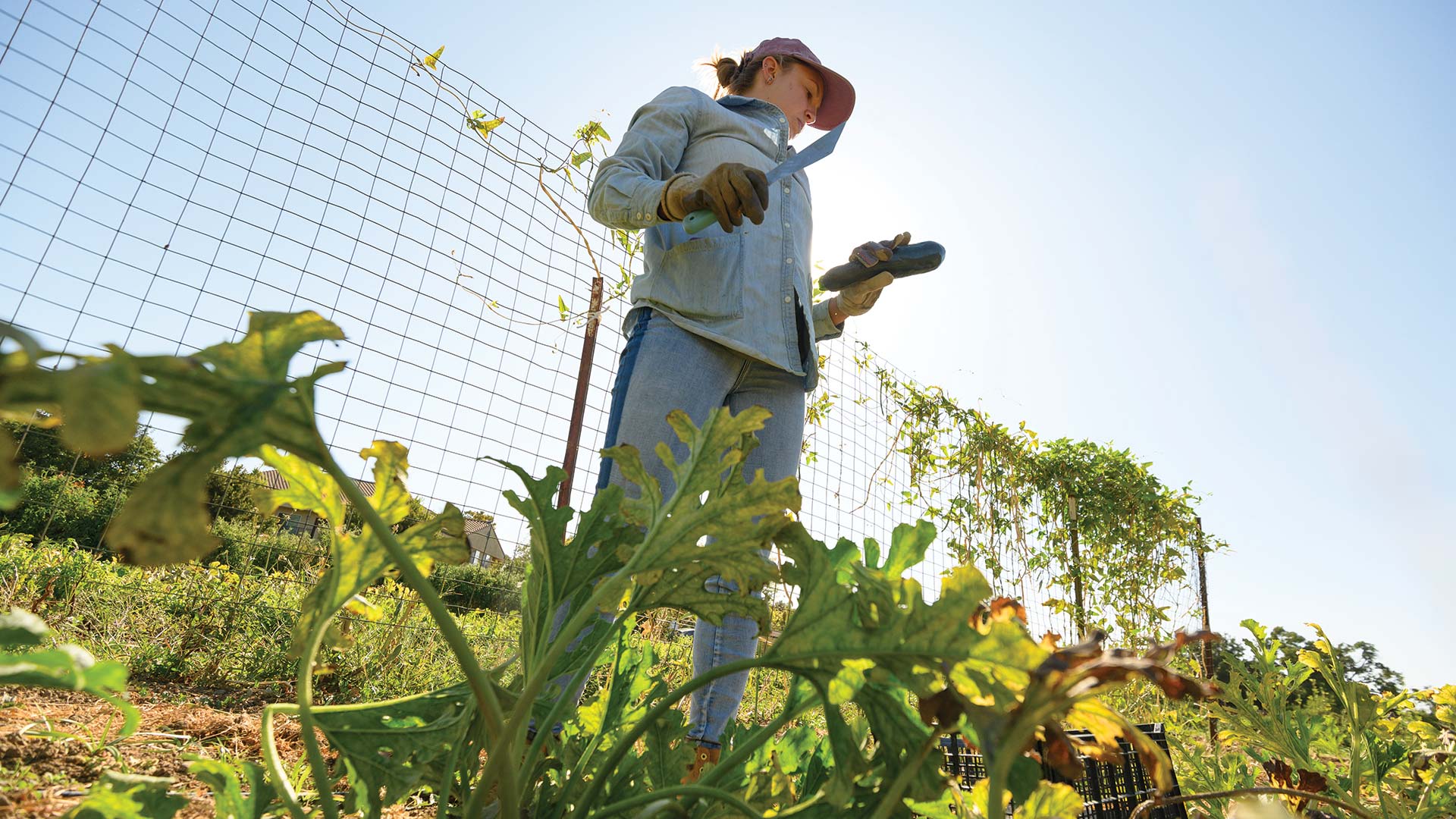 A woman holds a freshly picked zucchini in the field