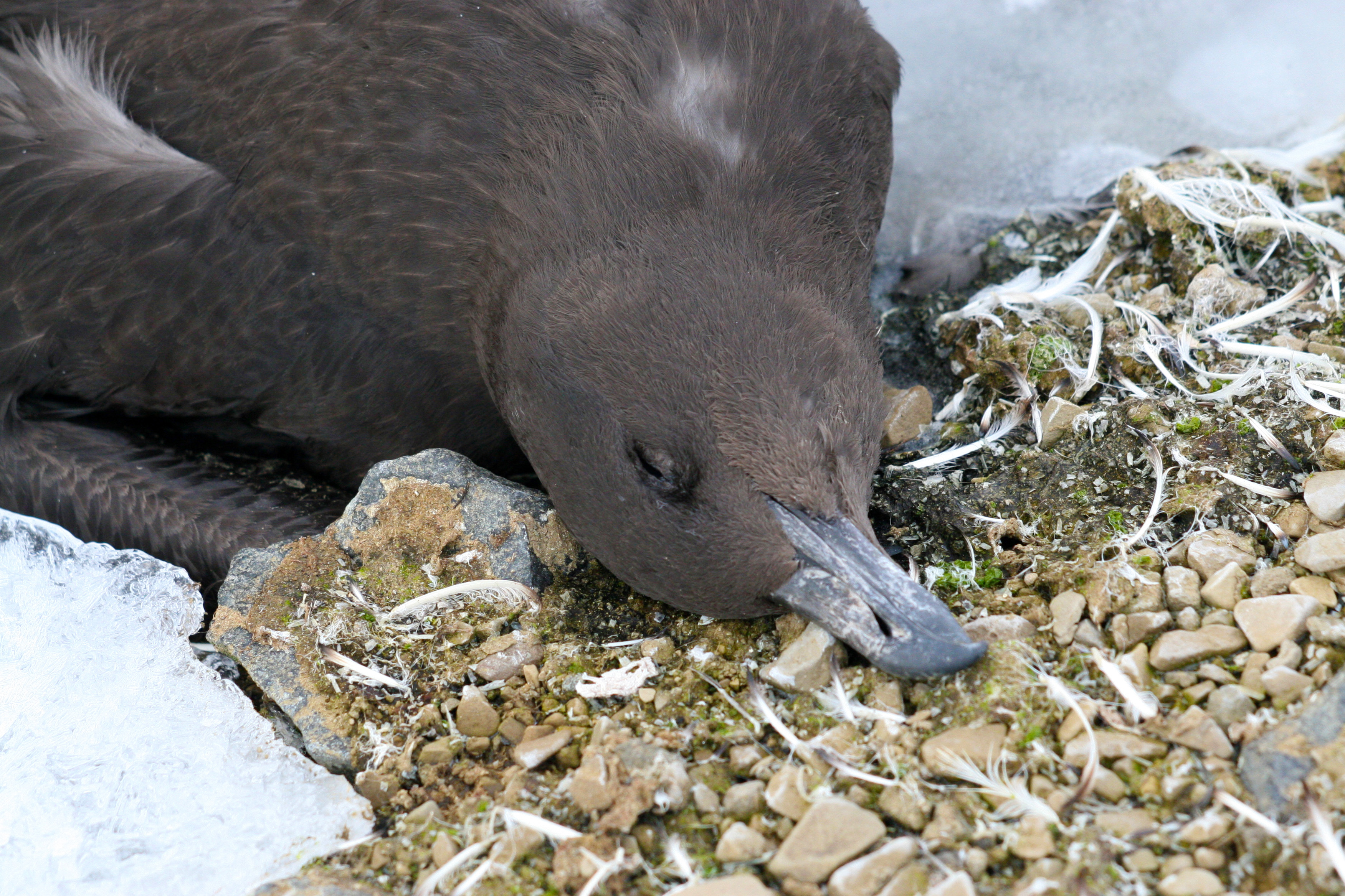 A brown seabird, a skua, resting on rocky terrain with some vegetation and snow nearby.