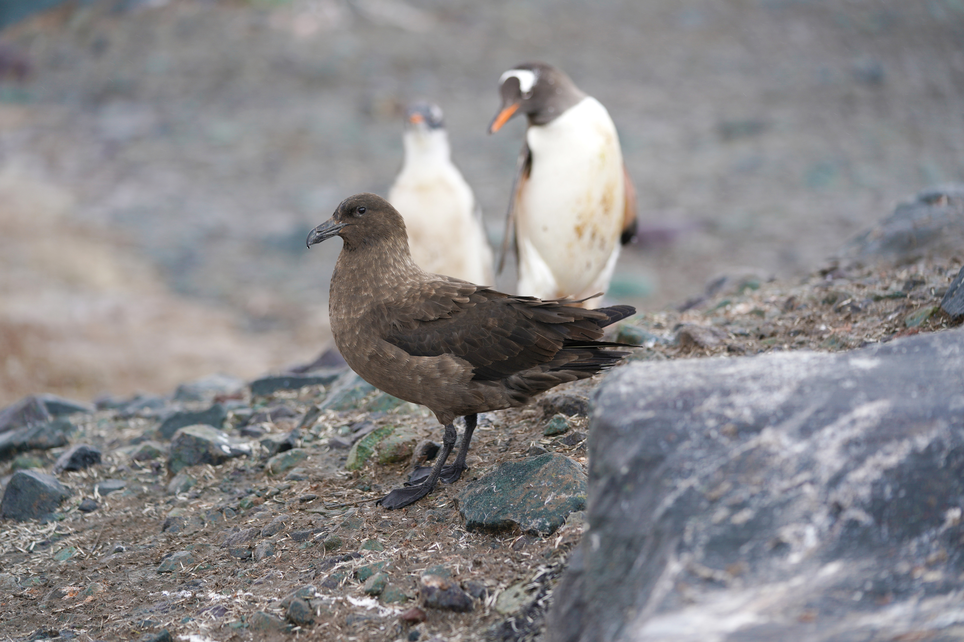 A dark feathered bird stands on rocky terrain, with two puffins in the background.