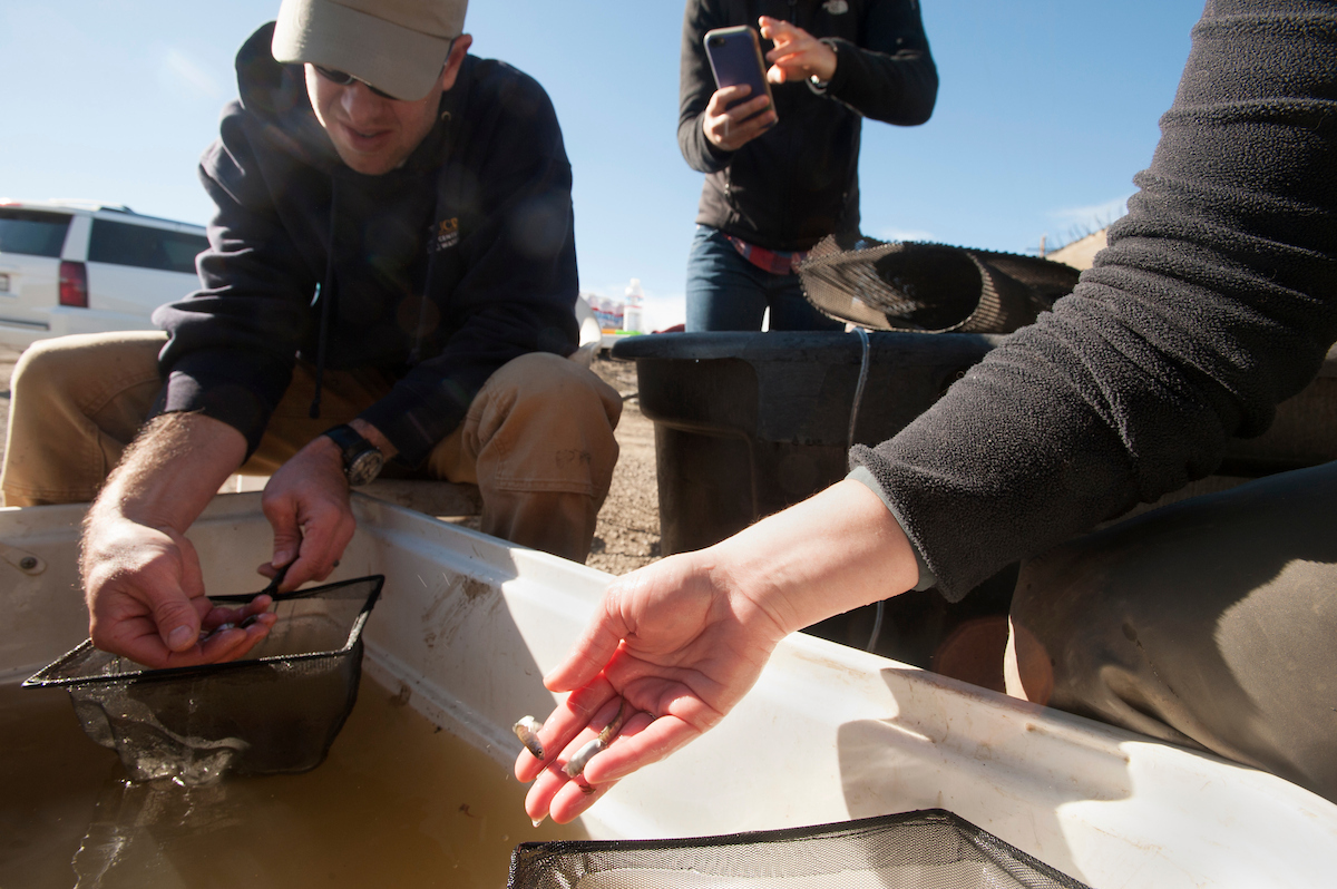 man and woman lean over trough of water and baby salmon as someone seen from neck down holding phone in background