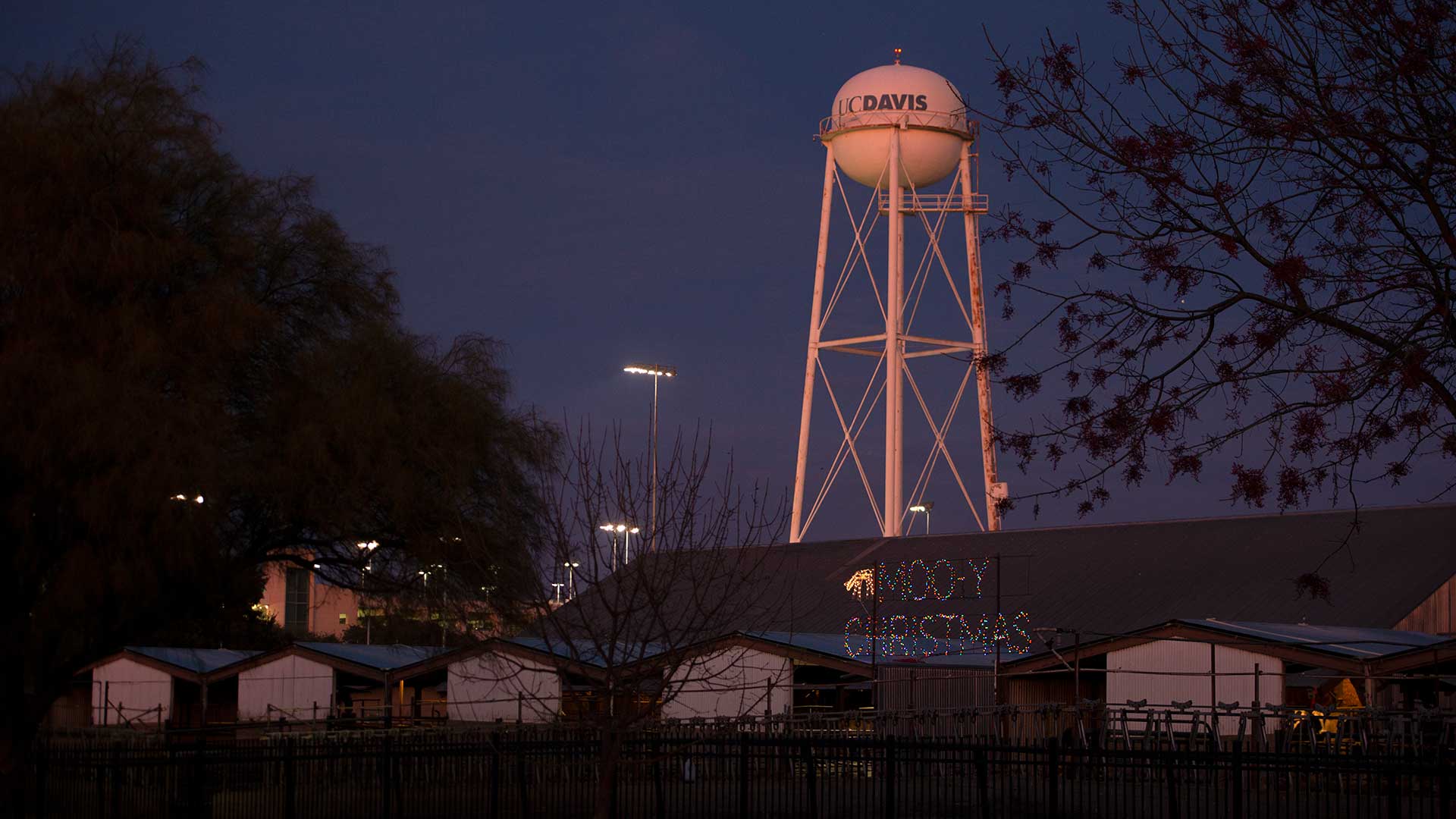 Night photo of one of the UC Davis water towers. It stands behind the dairy barn, where cows are lined up at the fence. A lighted sign can be seen hanging across.