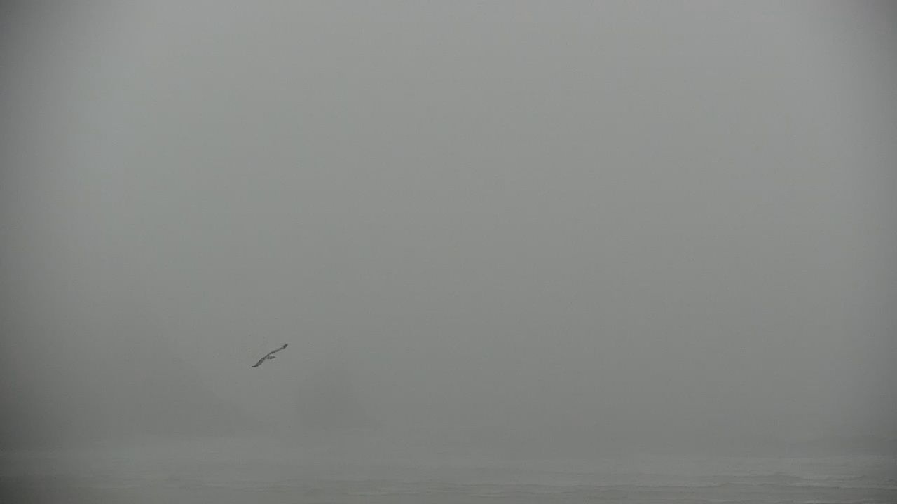 Foggy gray seascape with a lone bird flying near the horizon
