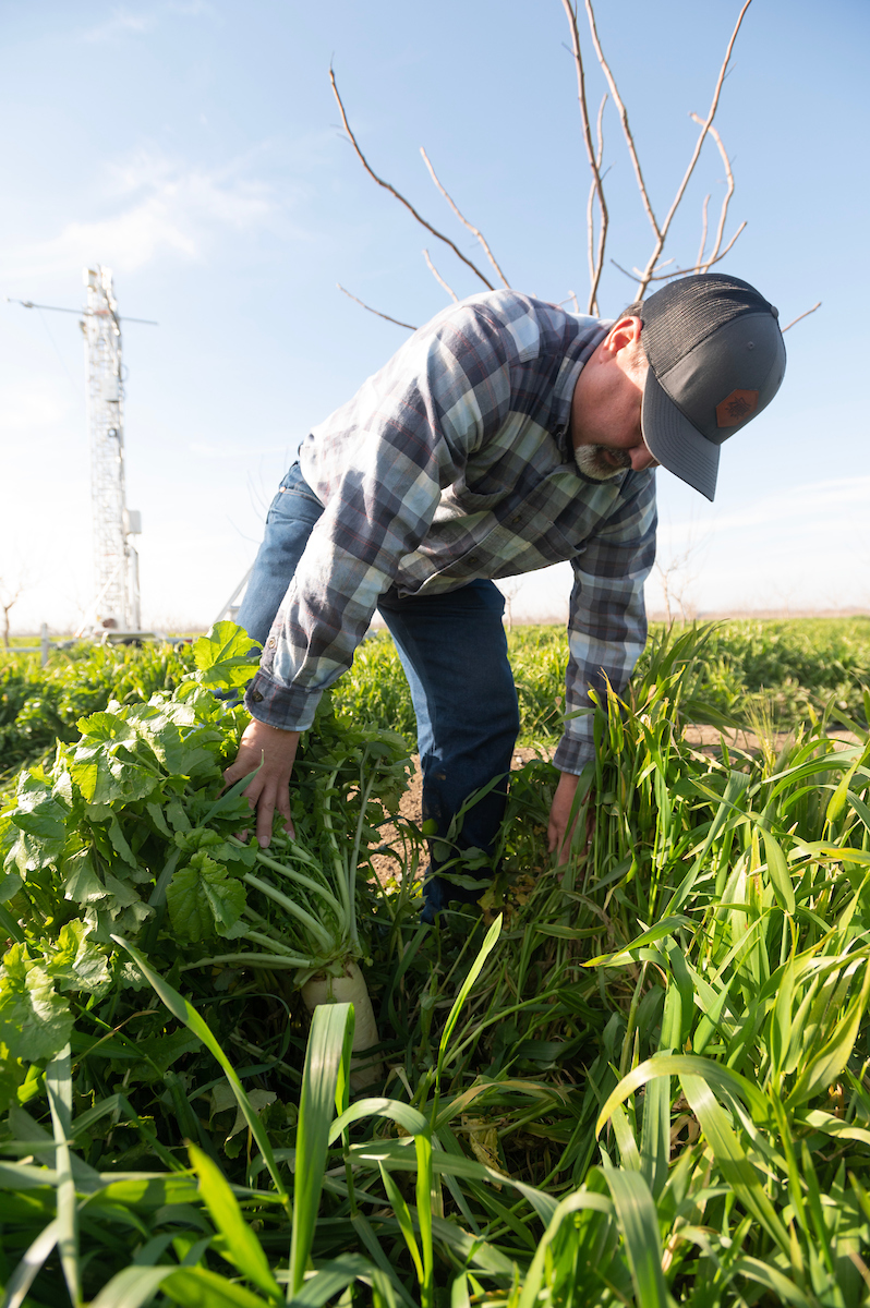 Nick Edsall, orchard manager for Bullseye Farms, surrounded by cover crops that grow between the rows of young pistachio trees. The crops are green and lush and grow to knee height. (Gregory Urquiaga/UC Davis)