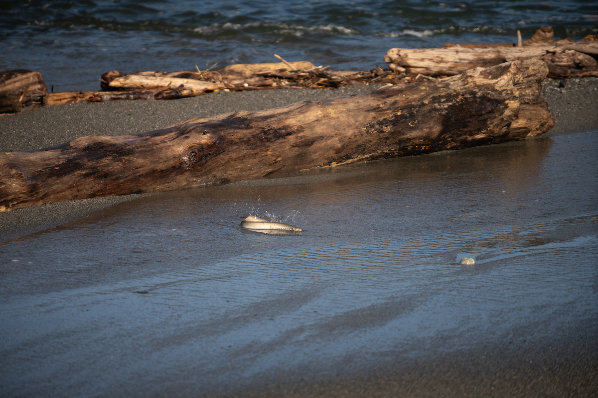 Pacific lamprey glints in the sun on shore of Mouth of the Klamath River