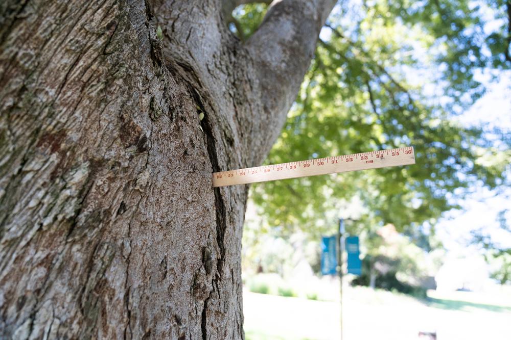 Tree shows crack with ruler protruding. 