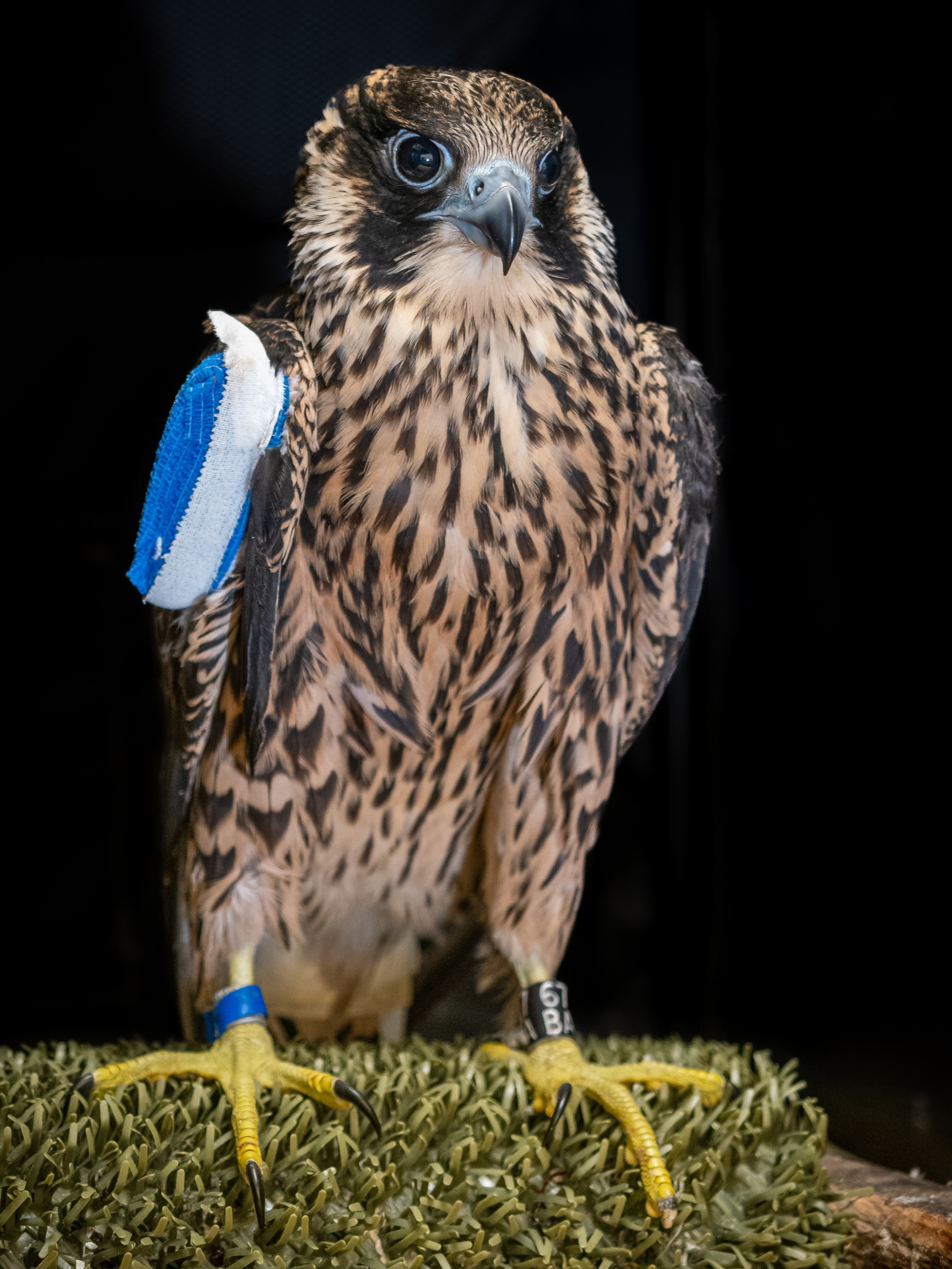 Peregrine falcon Equinox (Nox) perches with right wing wrapped in blue bandage