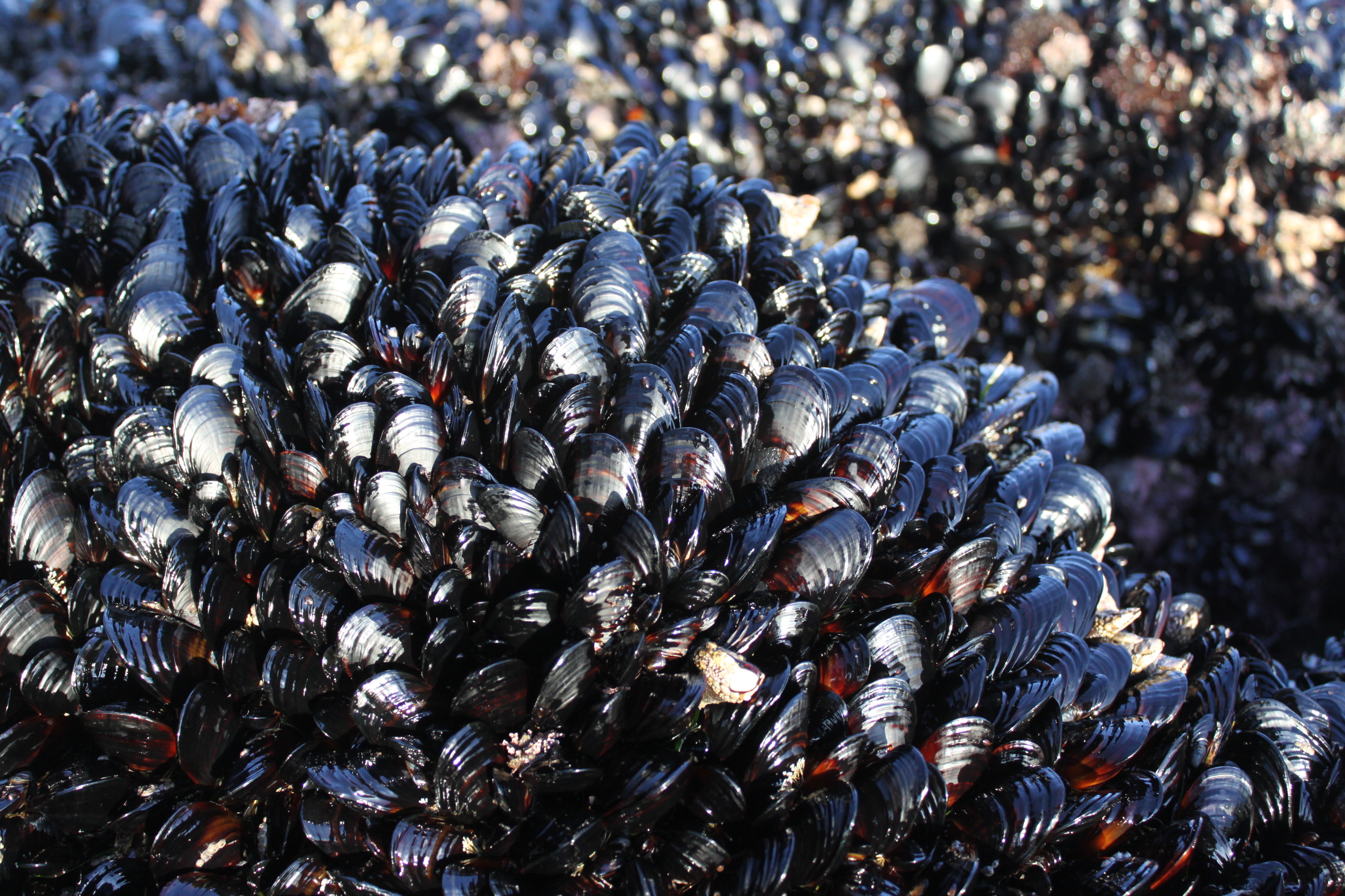 Close up of hundreds of mussels in a mussel bed at Bodega Bay in northern California