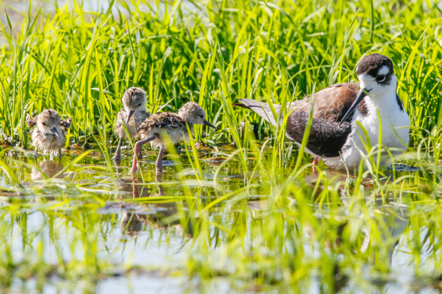 black-necked stilt adult and chicks wade in green, wet rice field