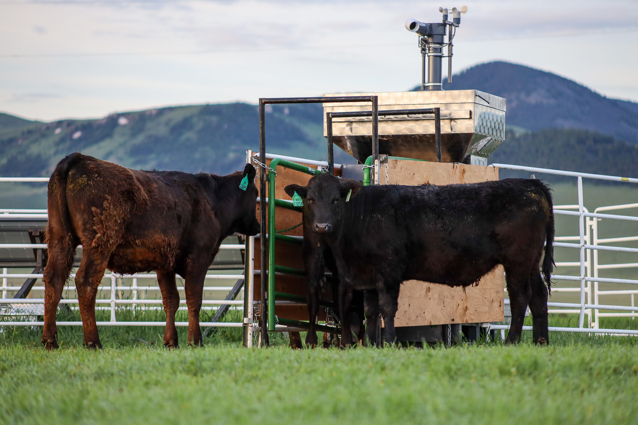 Beef steer graze on a ranch in Montana. They stand in front of a machine that measures their methane emissions when they eat a supplement. (Paulo de Méo Filho/UC Davis)