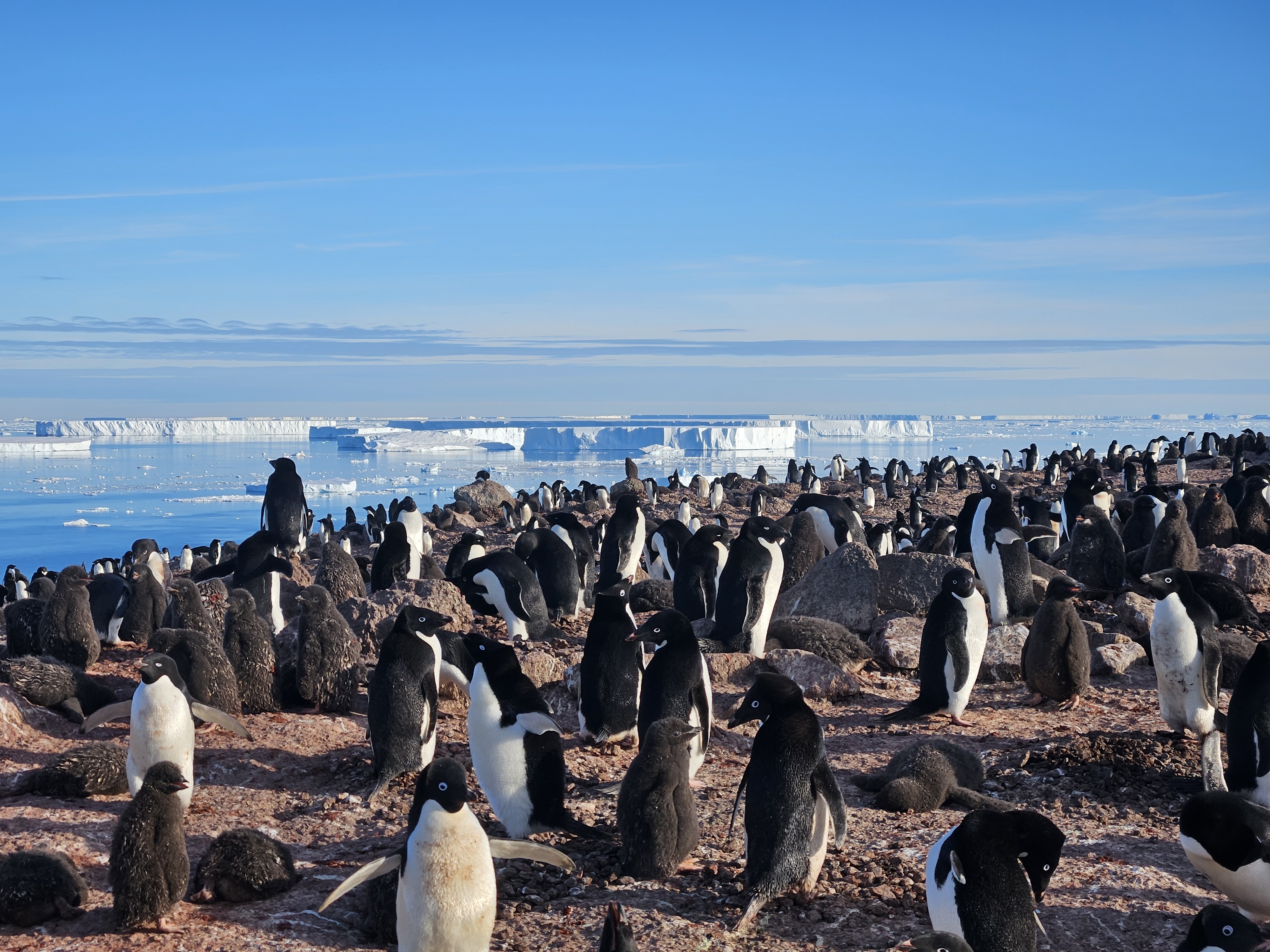 Colony of penguins on a rocky Antarctic shore with distant icebergs and blue sky