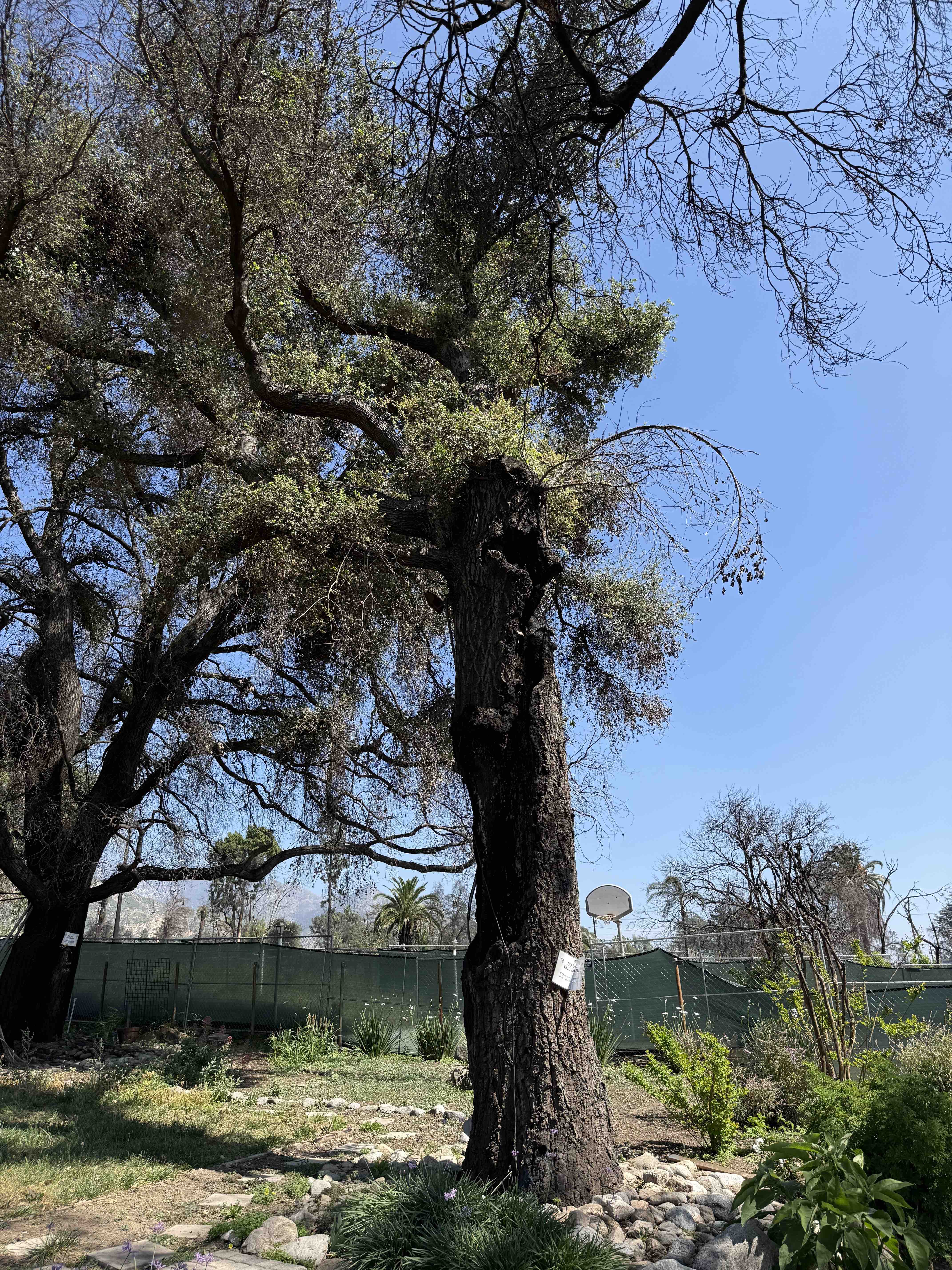 Gnarled mature tree with sparse foliage in a sunlit yard, fence and houses beyond.
