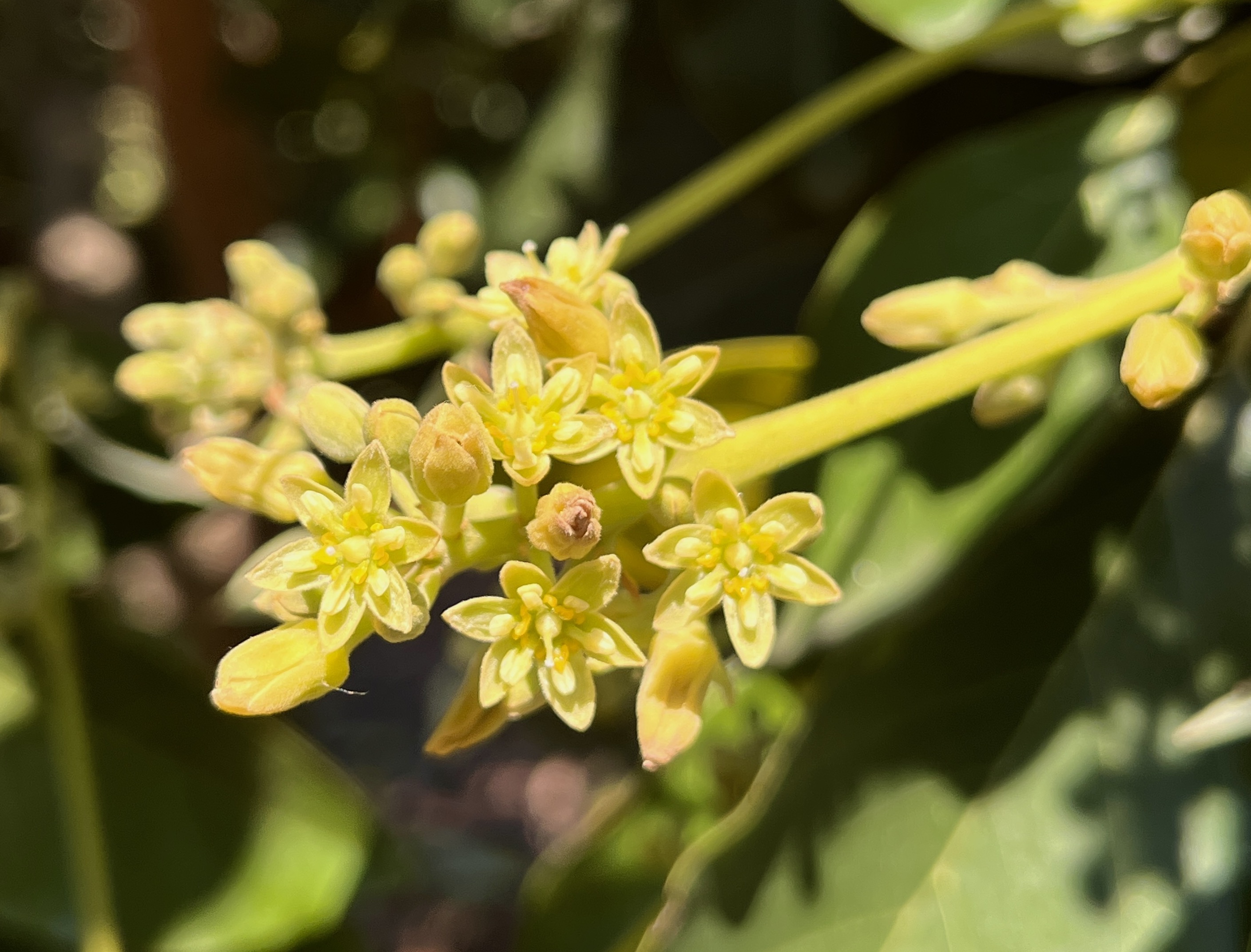Cluster of small yellow star-shaped flowers with glossy green leaves, close-up