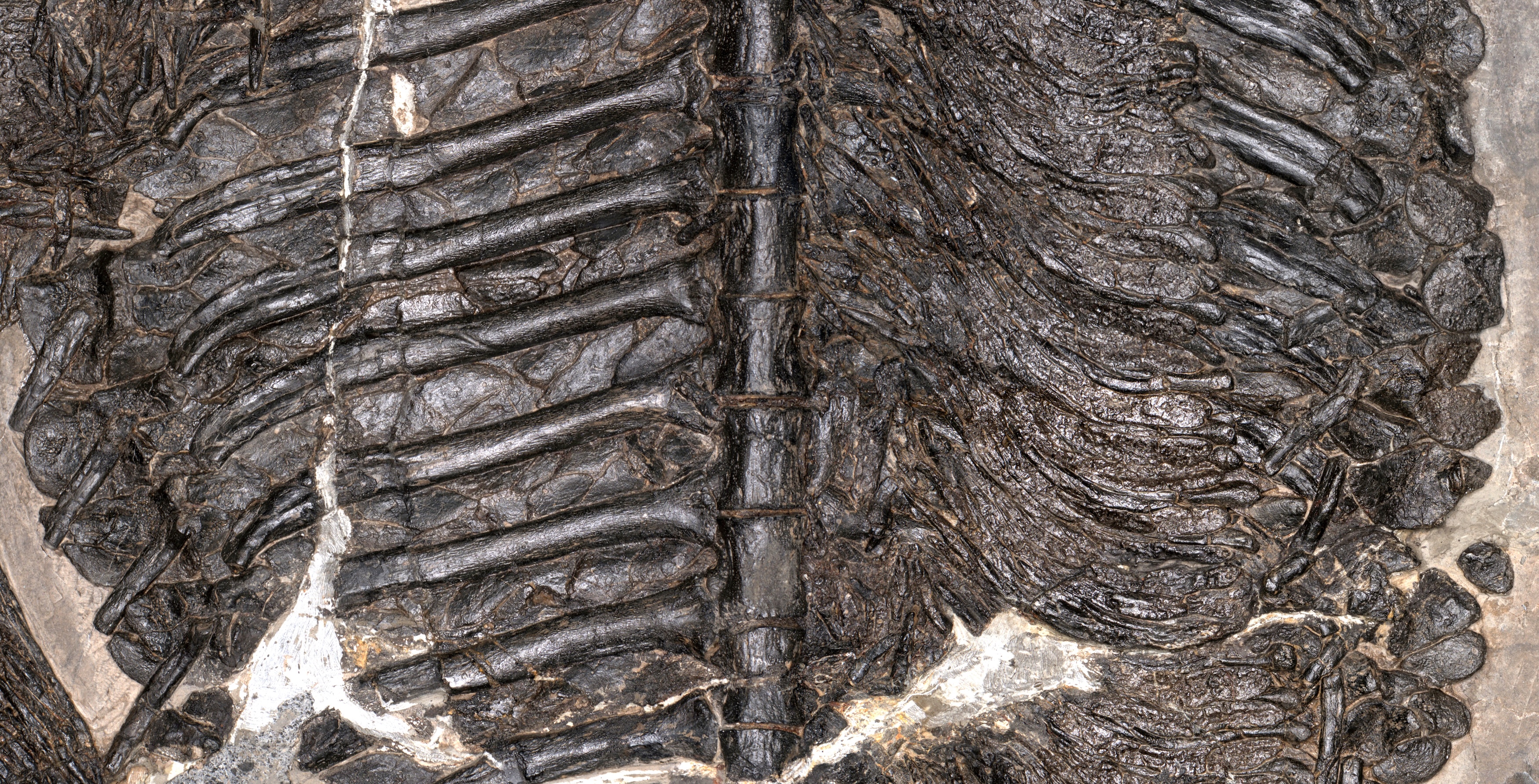 Dark fossilized vertebral column and rib plates embedded in beige rock