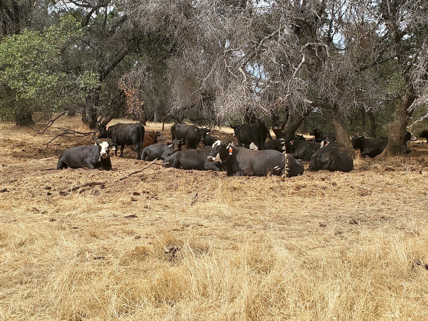 Black cows sit together under an oak tree at the 625-acre grazing site in Browns Valley, CA. (Kristina Horback/UC Davis)