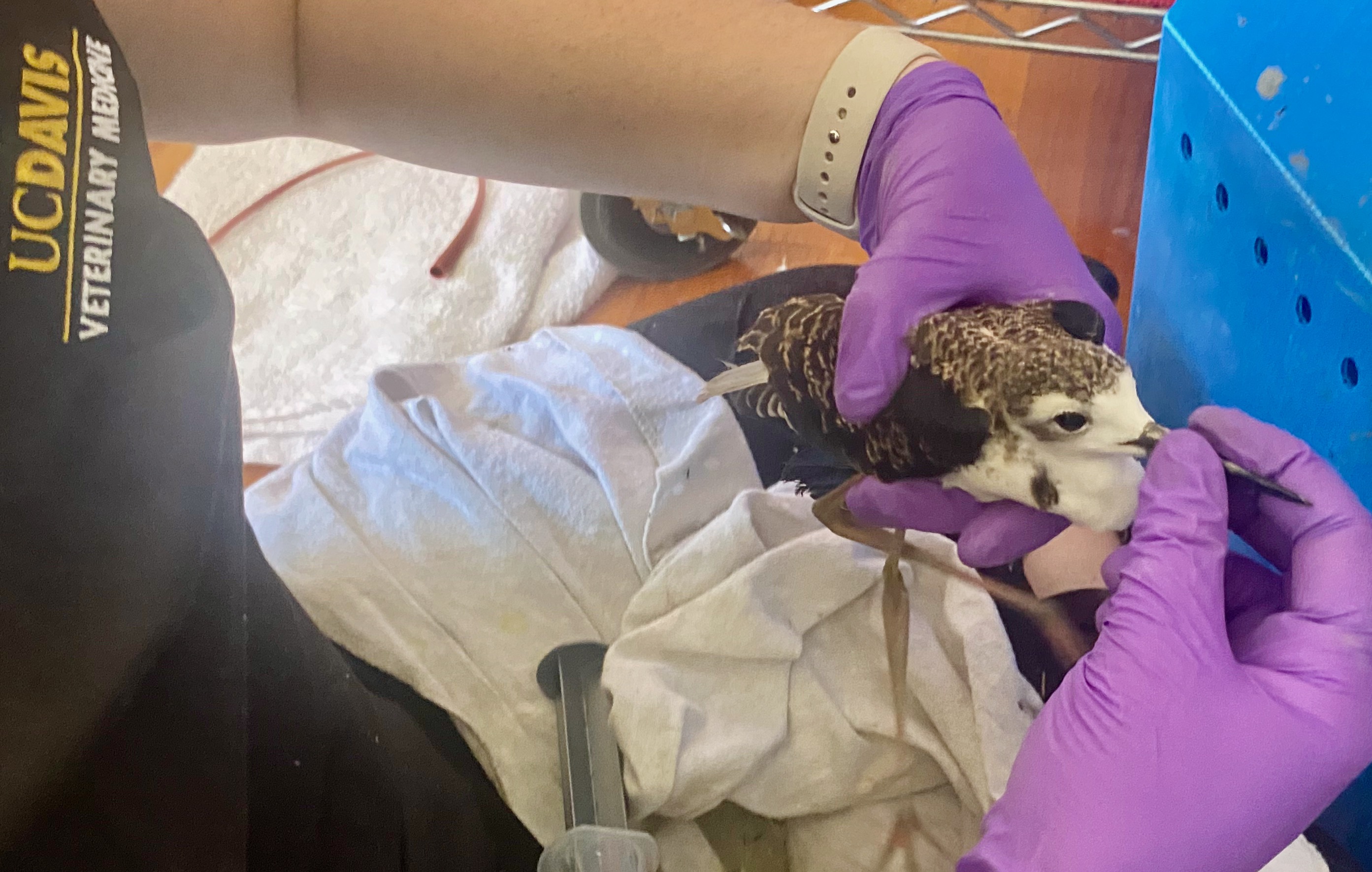 Person wearing UC Davis Veterinary Shirts examines a bird impacted by botulism wearing purple medical gloves