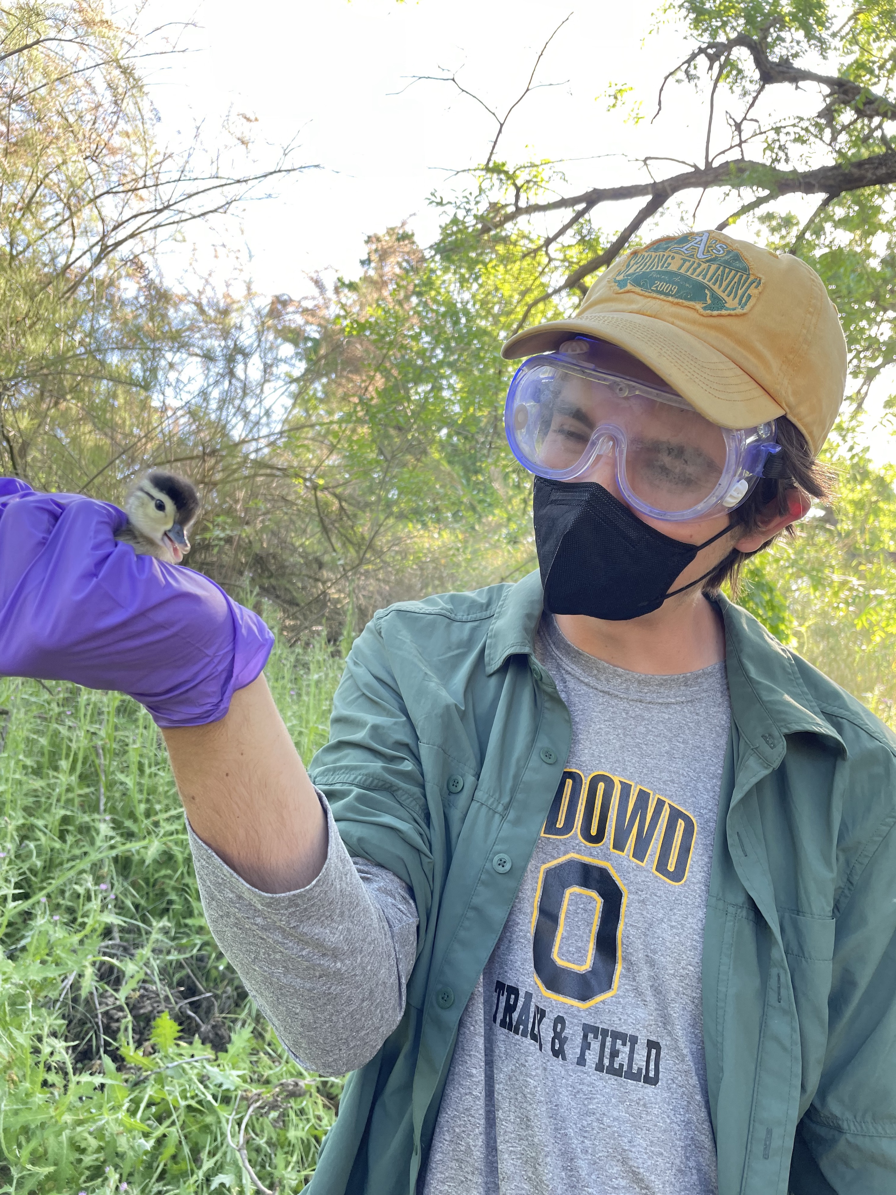 Jpe Sweeney holds a baby wood duck 