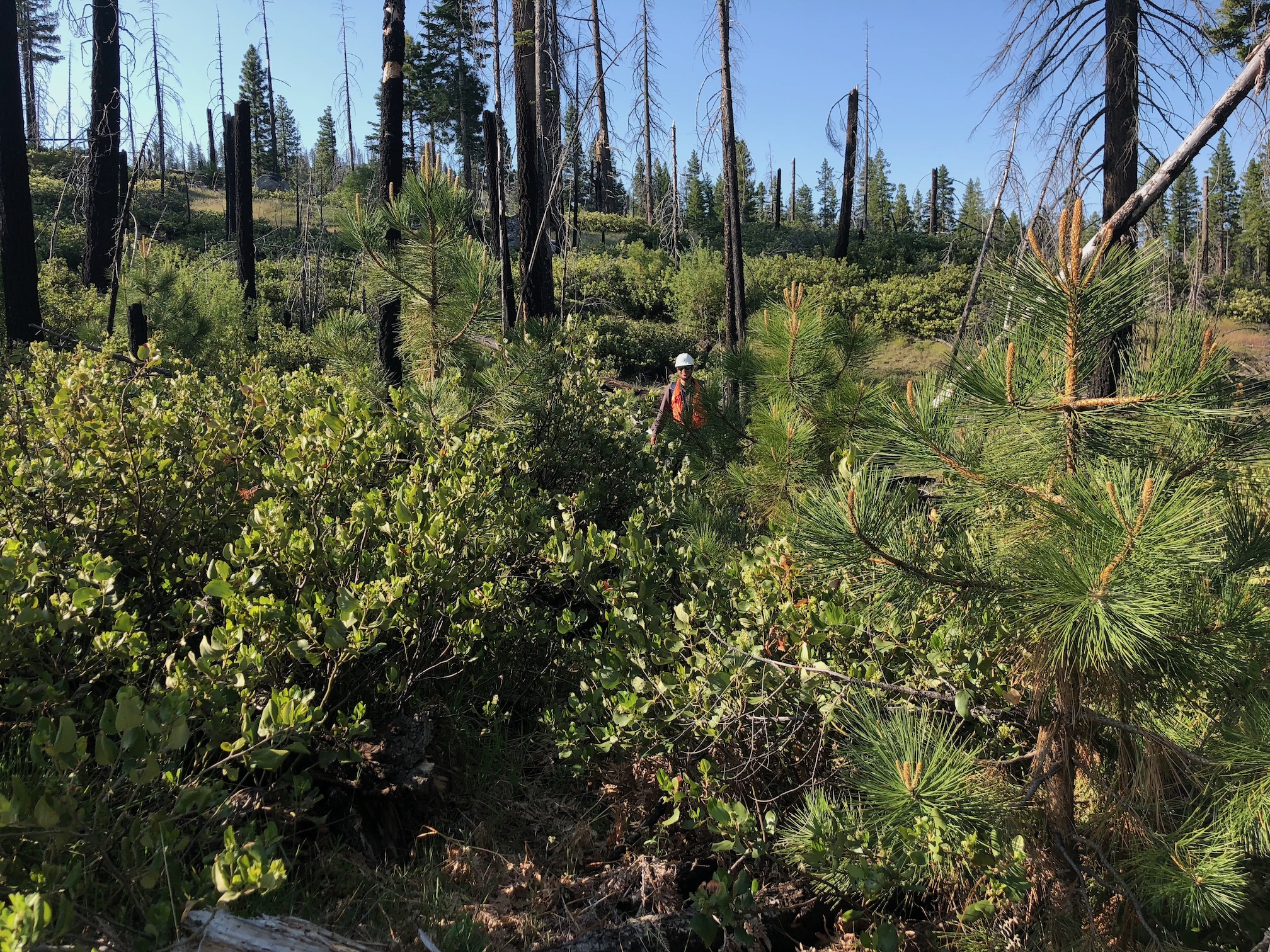 A forester stands in orange vest and white hard hat smiling among shrubs in formerly burned forest