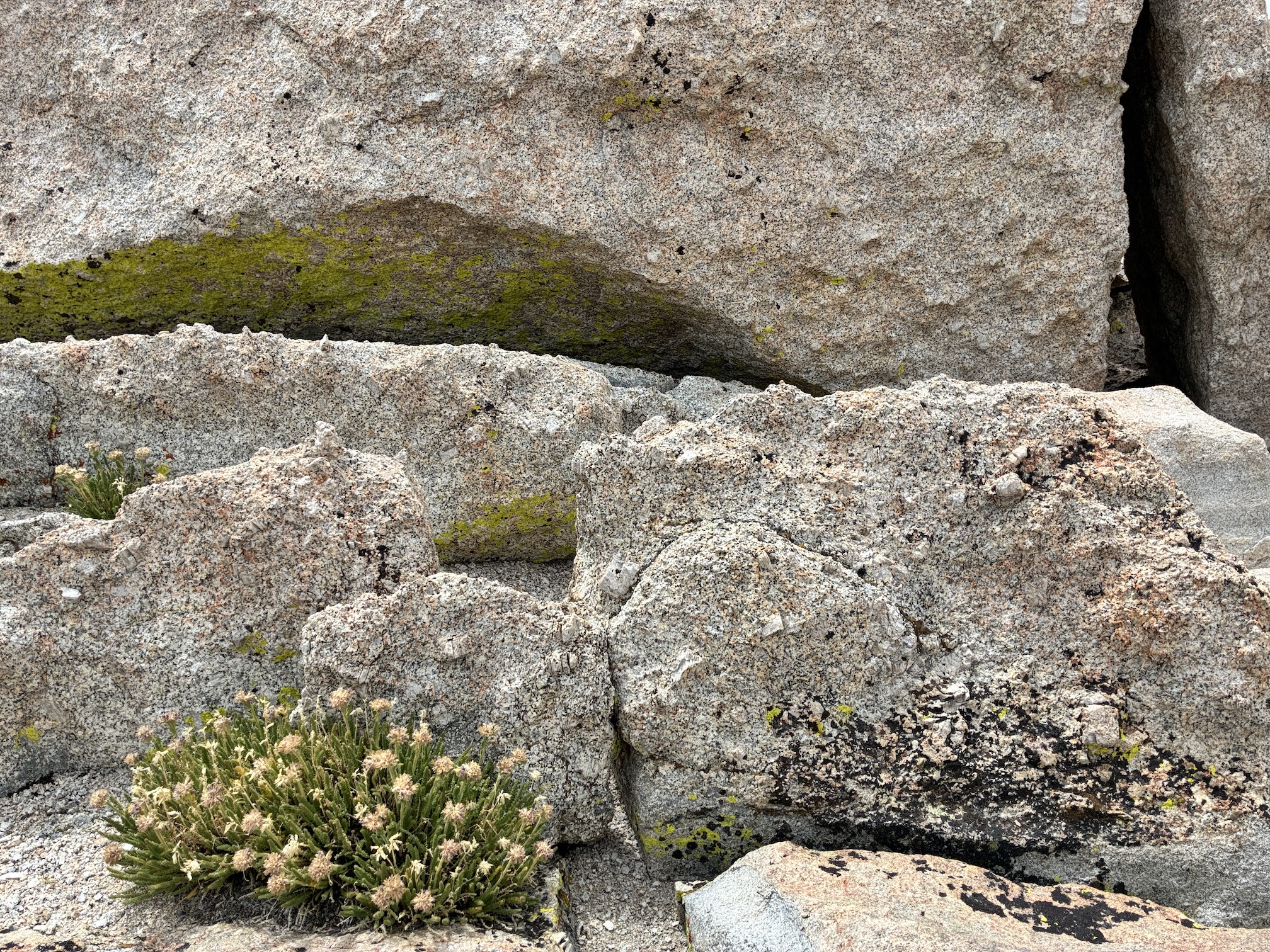 alpine plants with small white flowers grow out of granite boulders dotted with pink, black and green lichen