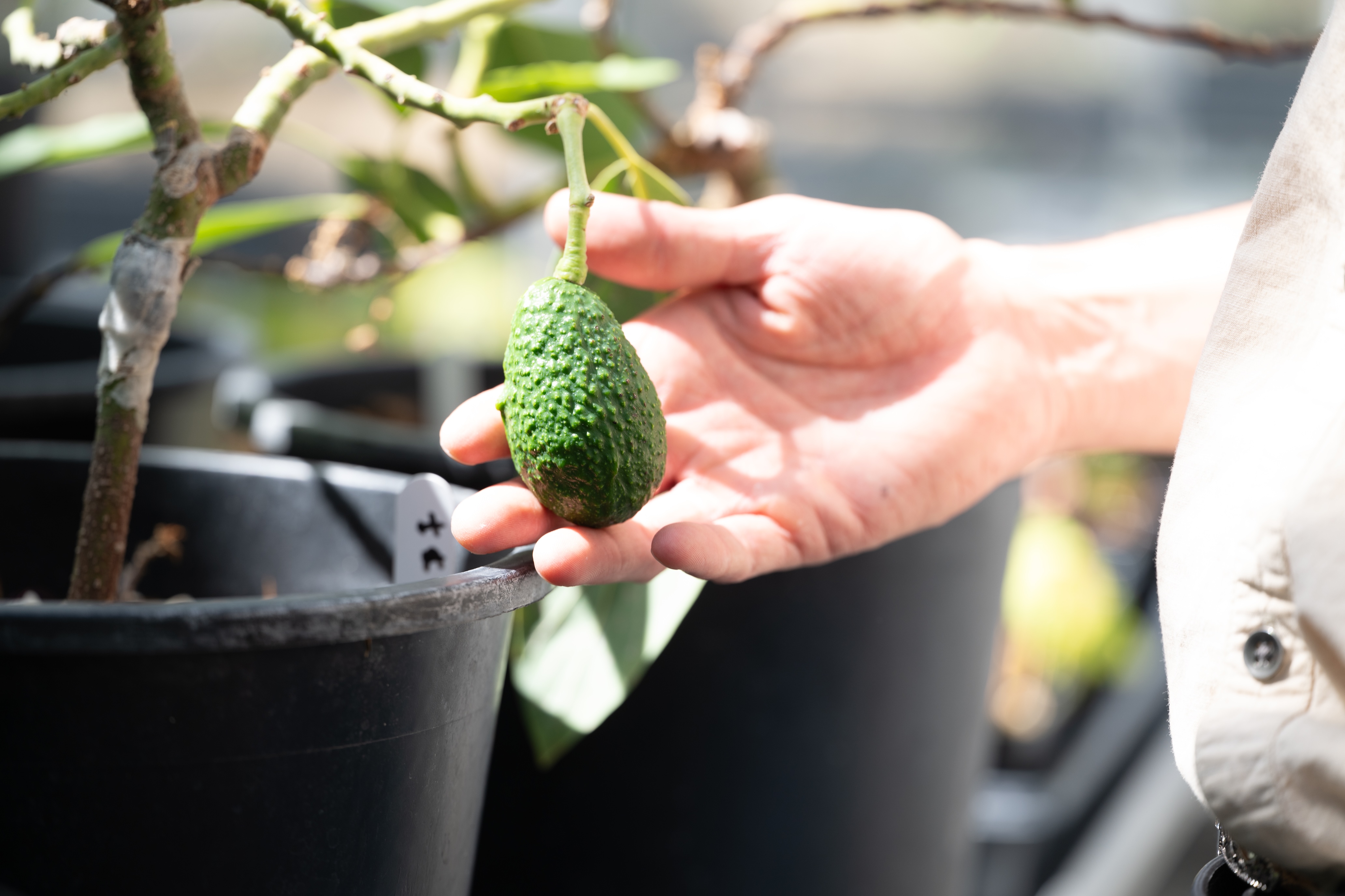 Hand holding small bumpy green avocado on a plant in a black nursery pot
