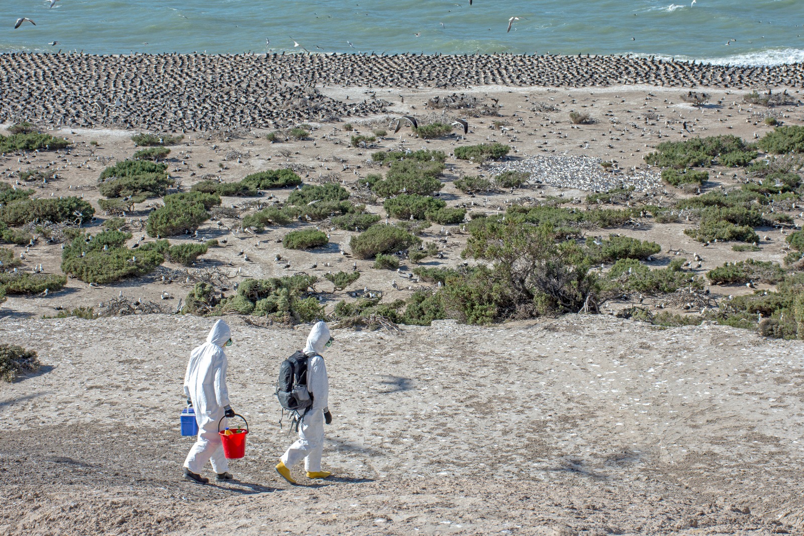 two women in protective PPE walk above Argentina coastline full of cormorants near shore and terns in greenery to sample for HPAI H5N1