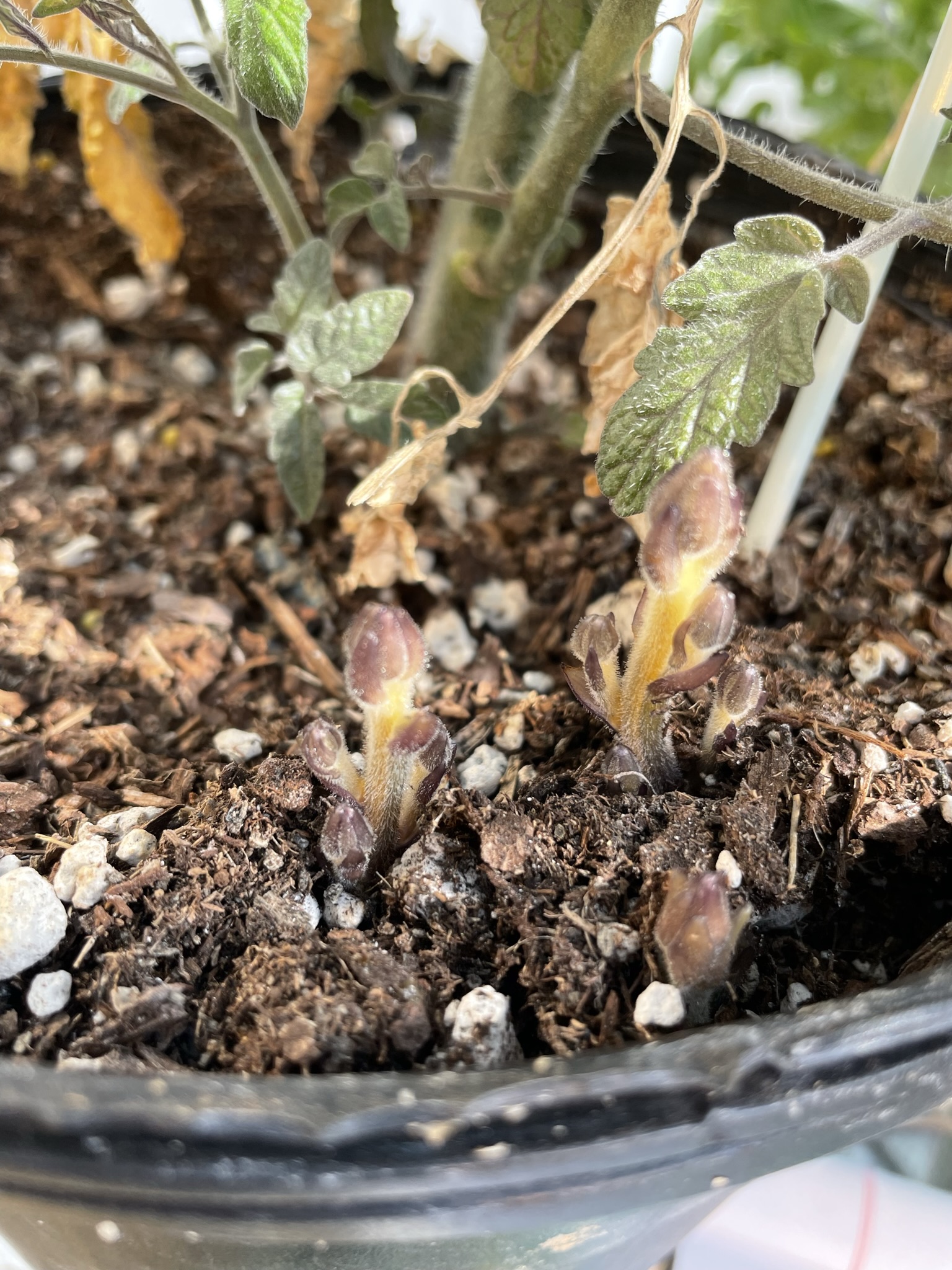 Tiny stalks of branched broomrape grow out of soil