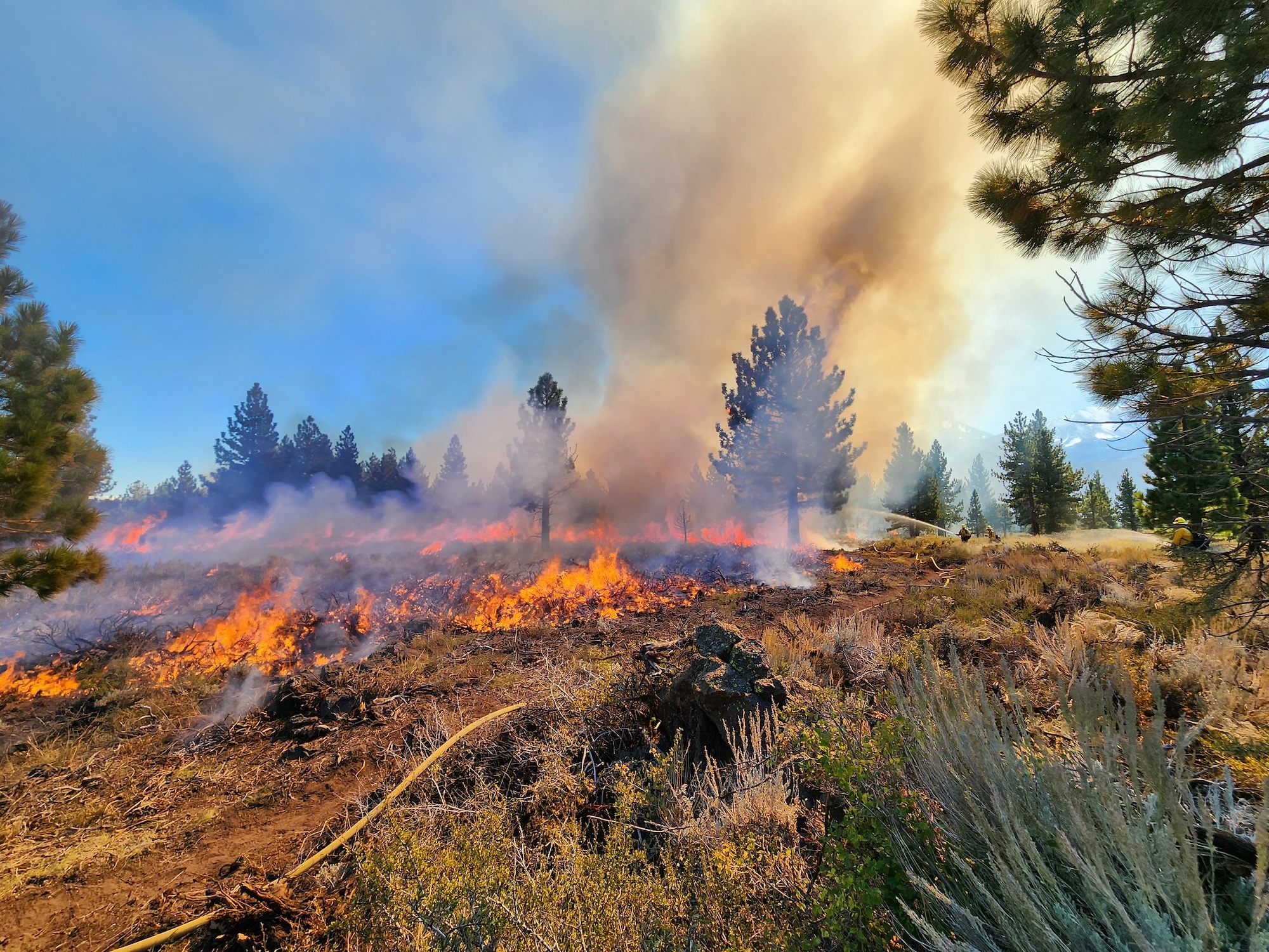 Prescribed fire igniting grass and trees, with smoke billowing into a blue sky. "Pit" Prescribed burn unit near Sherwin Creek Campground, Mammoth Lakes, Inyo National Forest. Taken October 4, 2023. (USDA Forest Service photo by Oliver Litchfield)