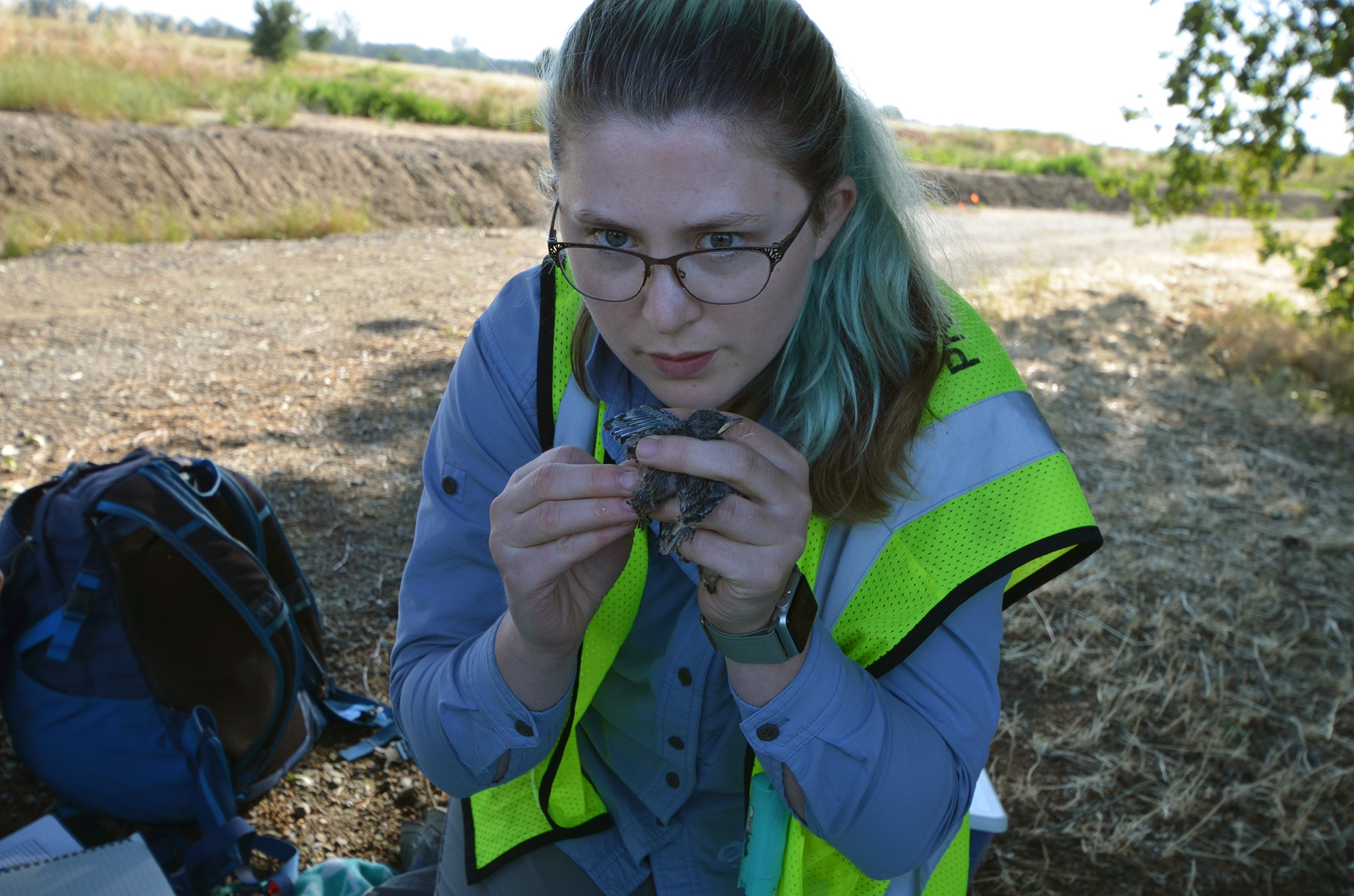 UC Davis researcher Sage Madden holds a small black phoebe chick in her hand. (Amy Quinton / UC Davis)