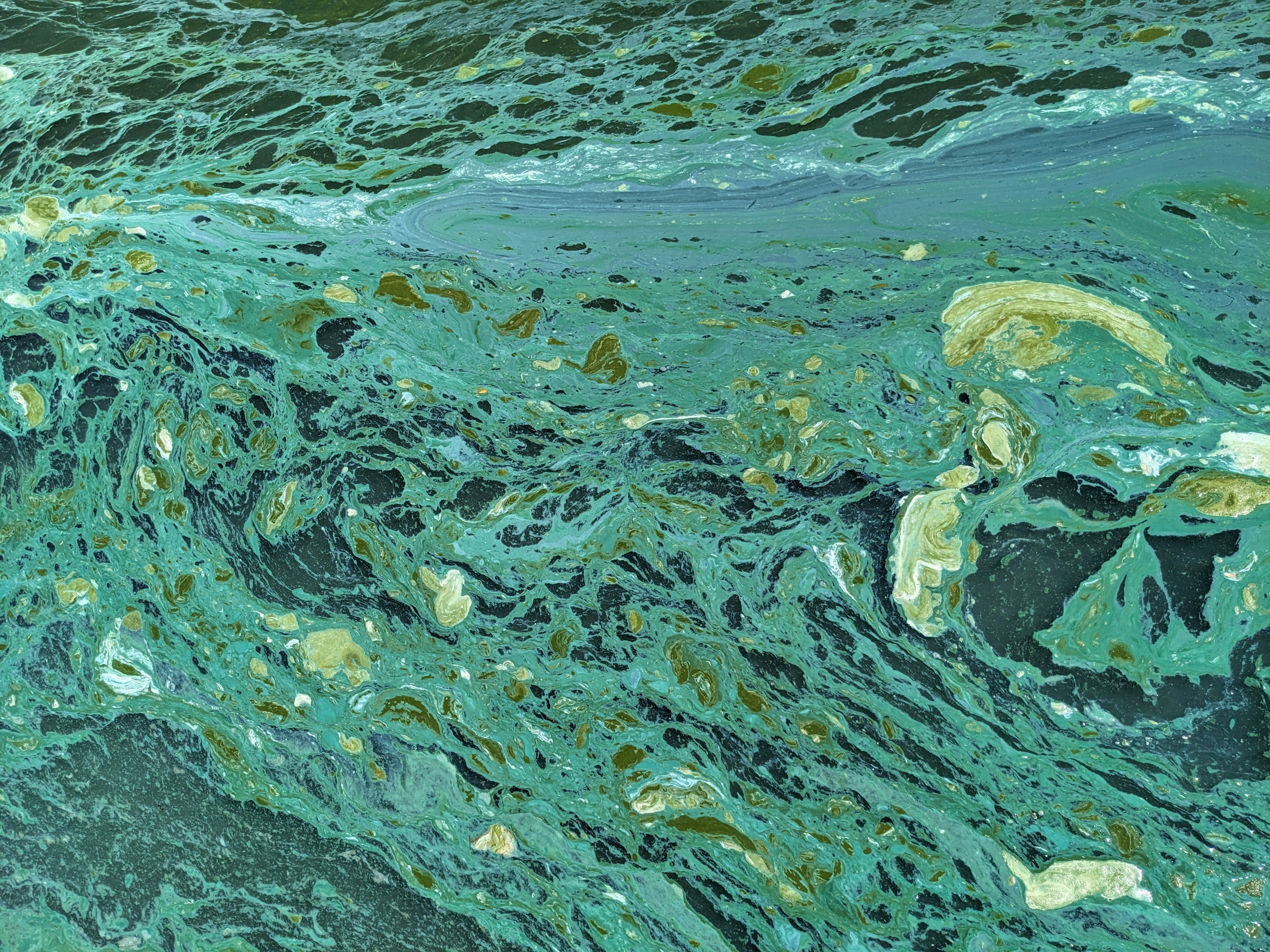 closeup of harmful algal bloom in swirls of greens and blues at Clear Lake, California