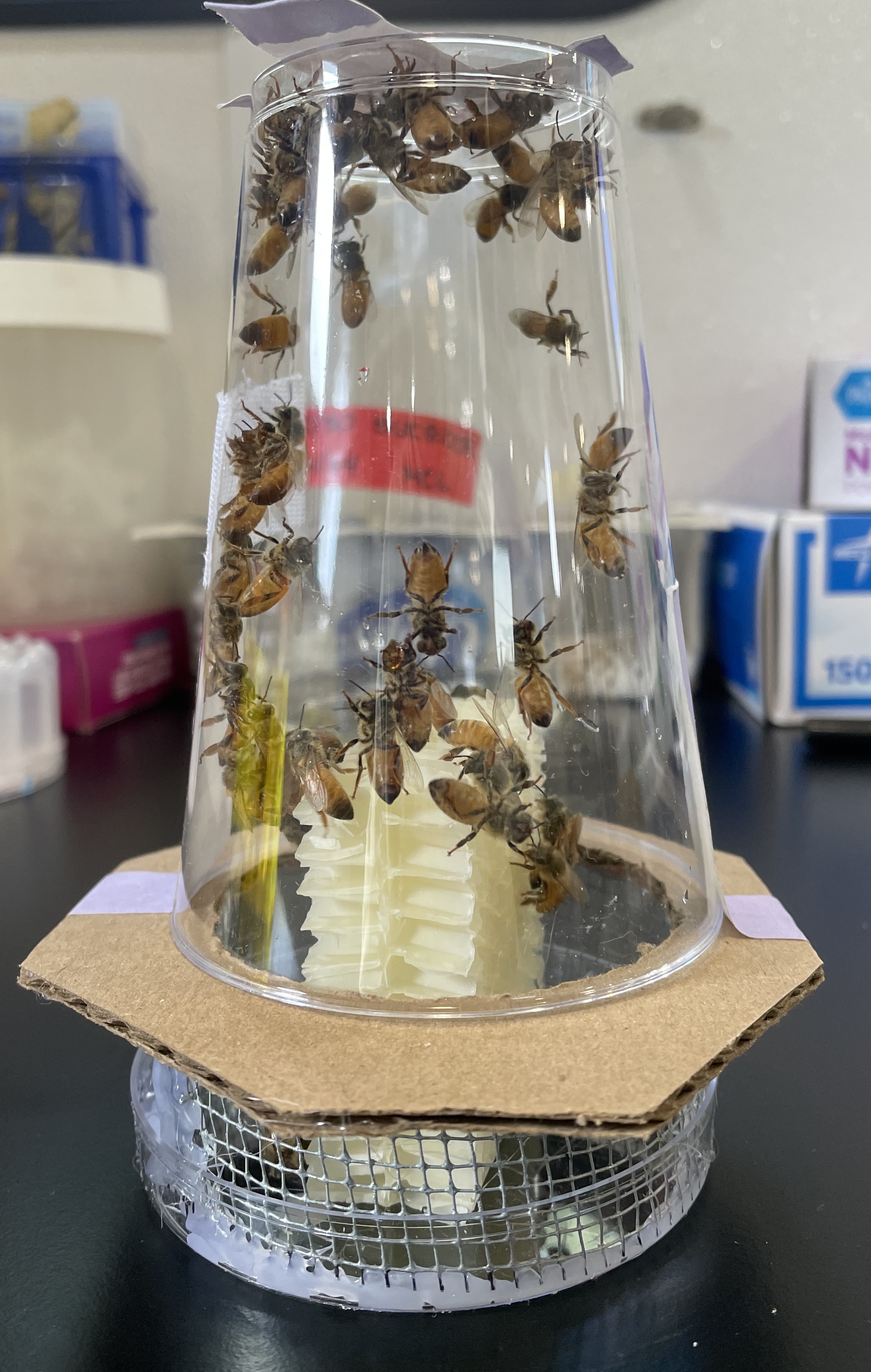 Inverted clear plastic cup over white cone, many bees stuck inside on cardboard base