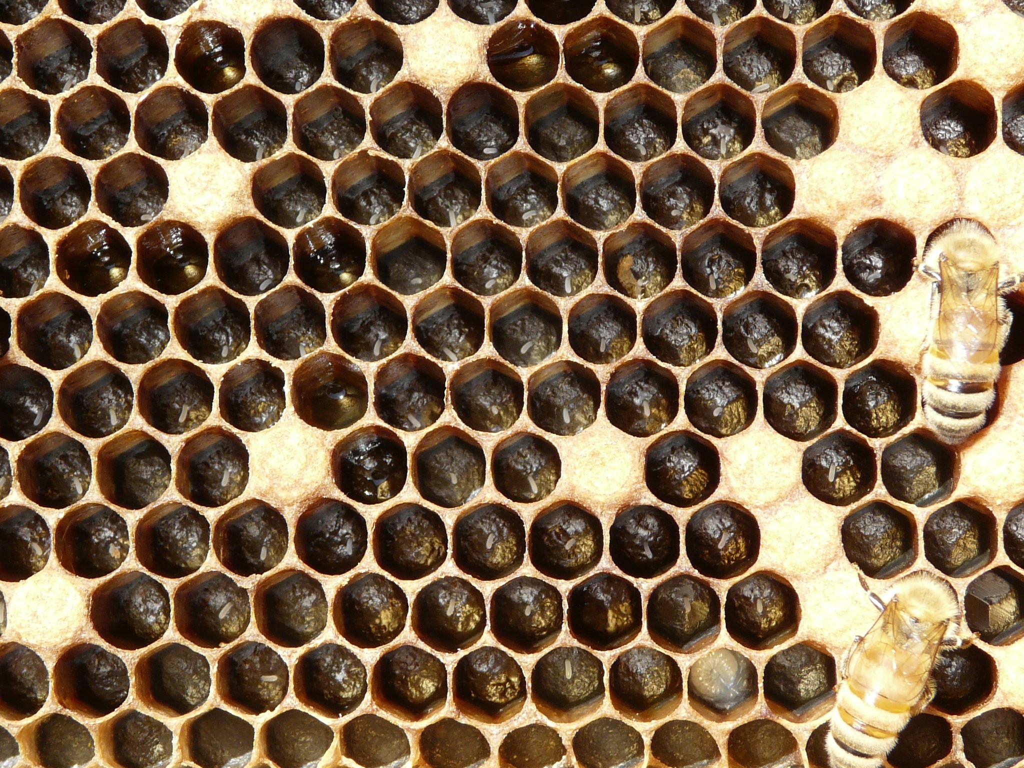 Honeycomb with dark-filled hexagonal cells and two honeybees on the right