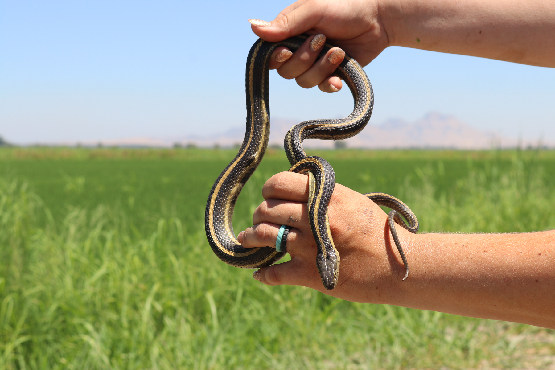 giant gartersnake held by two hands with green rice fields in background