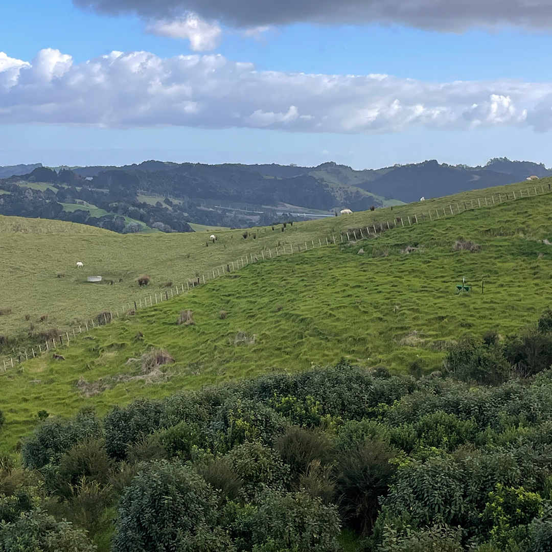 A fieldwork site in New Zealand