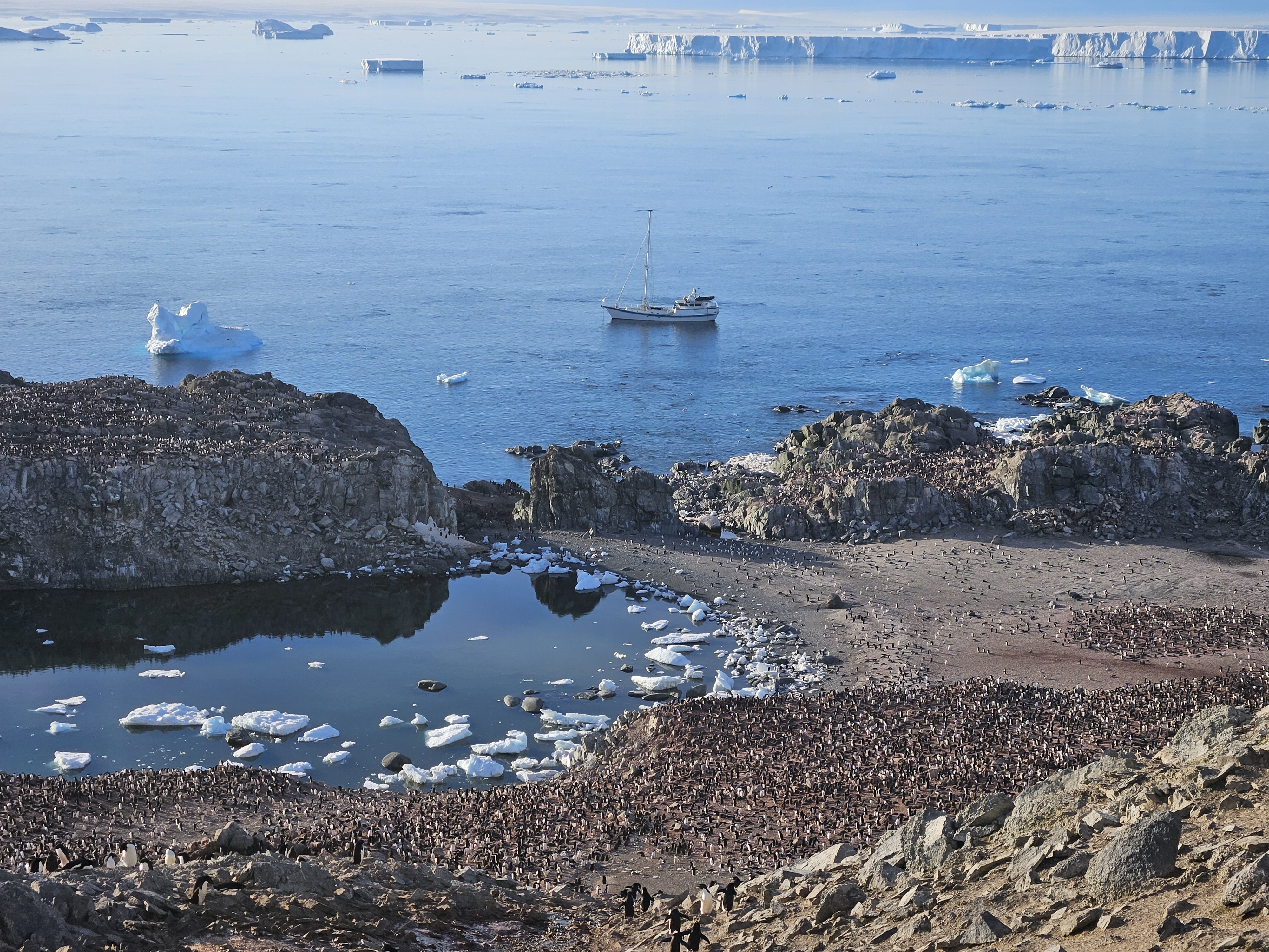 Penguin colony on icy shoreline in Antartica