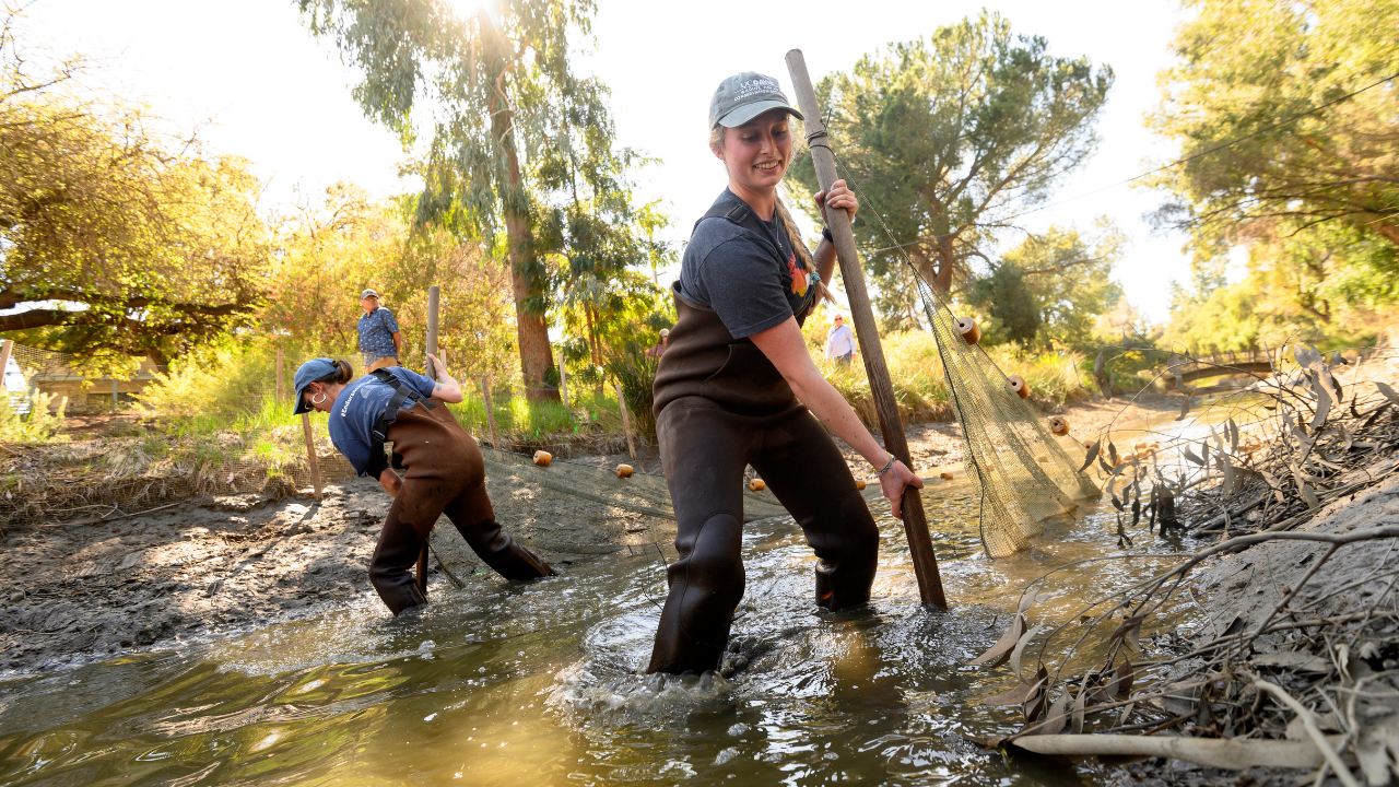 Kim Luke and Rachel McConnell work together to seine  during a carp research project in the Arboretum Waterway.