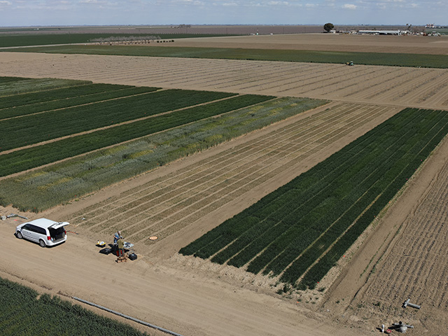 Aerial photo of rectangular crop fields, white pickup and workers on a dirt road. A team led by Mark Lundy in the Department of Plant Sciences compared how well grains such as wheat and triticale grow during the winter when given little to no additional irrigation. (Joshua Hegarty/UC Davis)