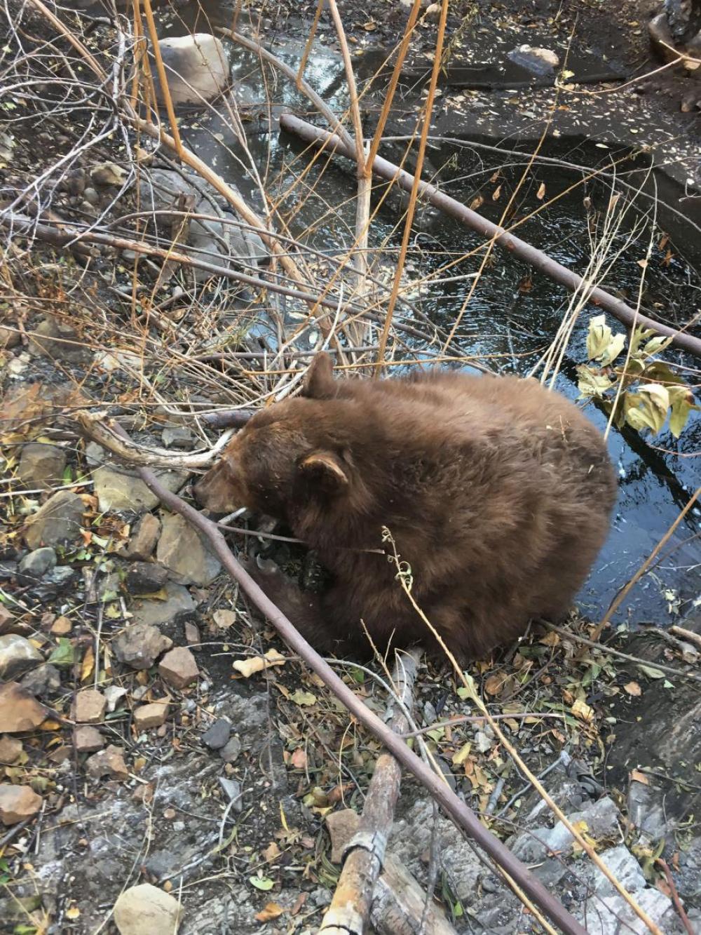 bear in stream