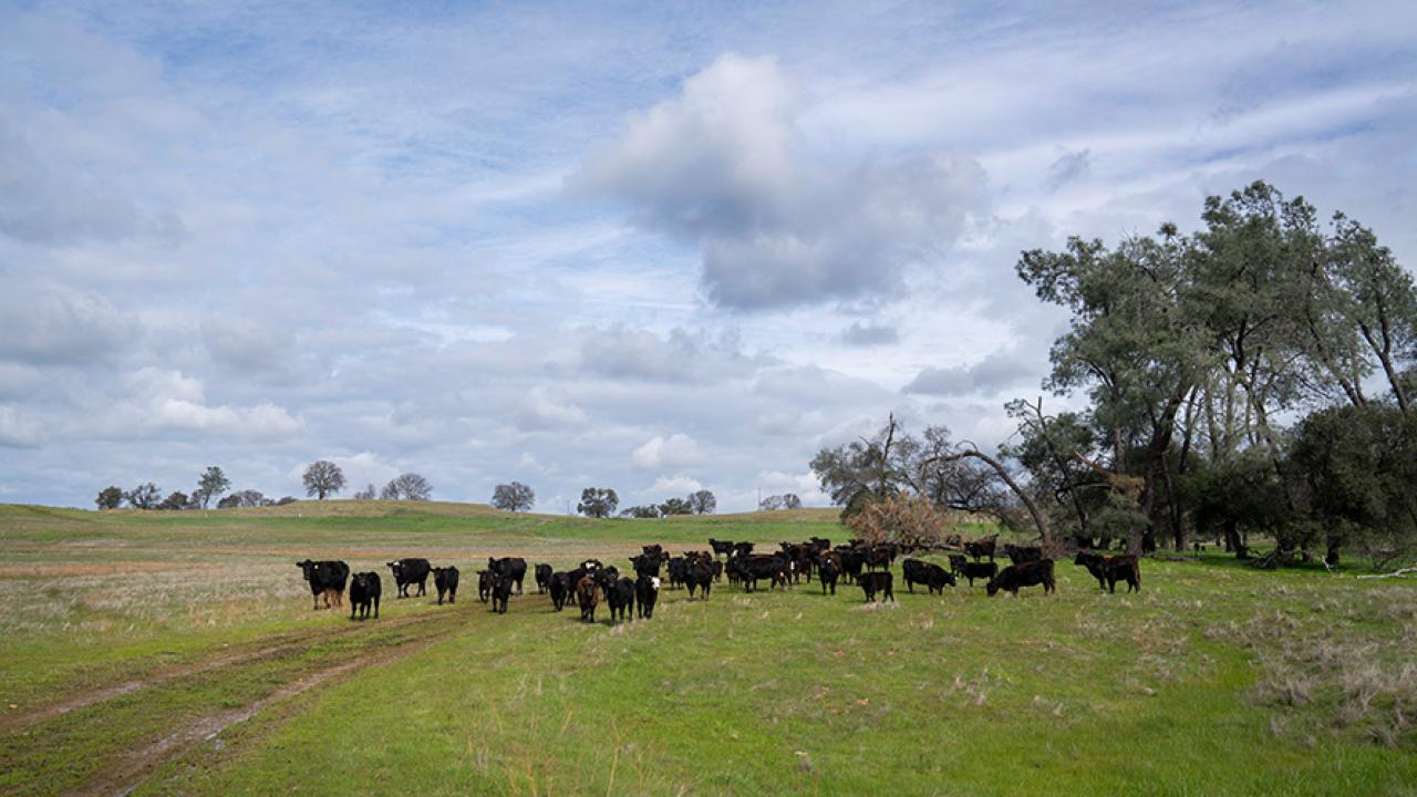 cows grazing