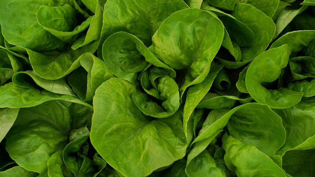 butter lettuce aquaculture