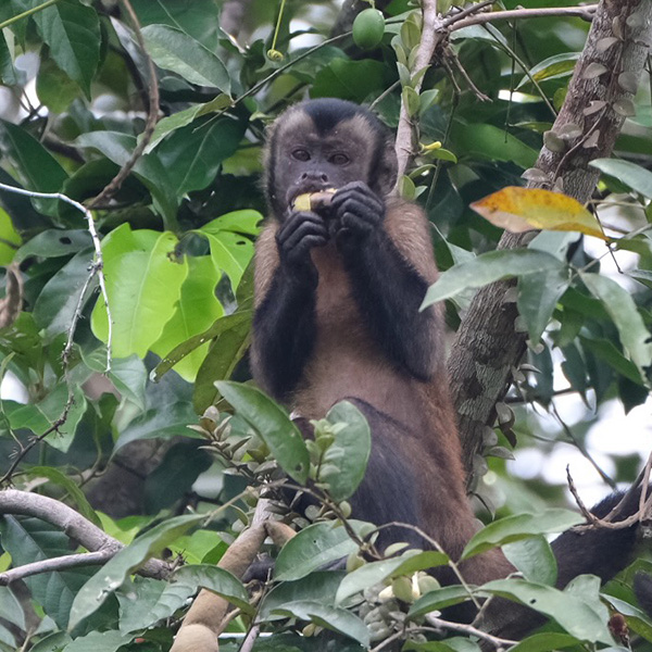 capuchin eats fruit in a tree