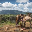 Photo of a child standing with two camels in a mountainous region of Africa.